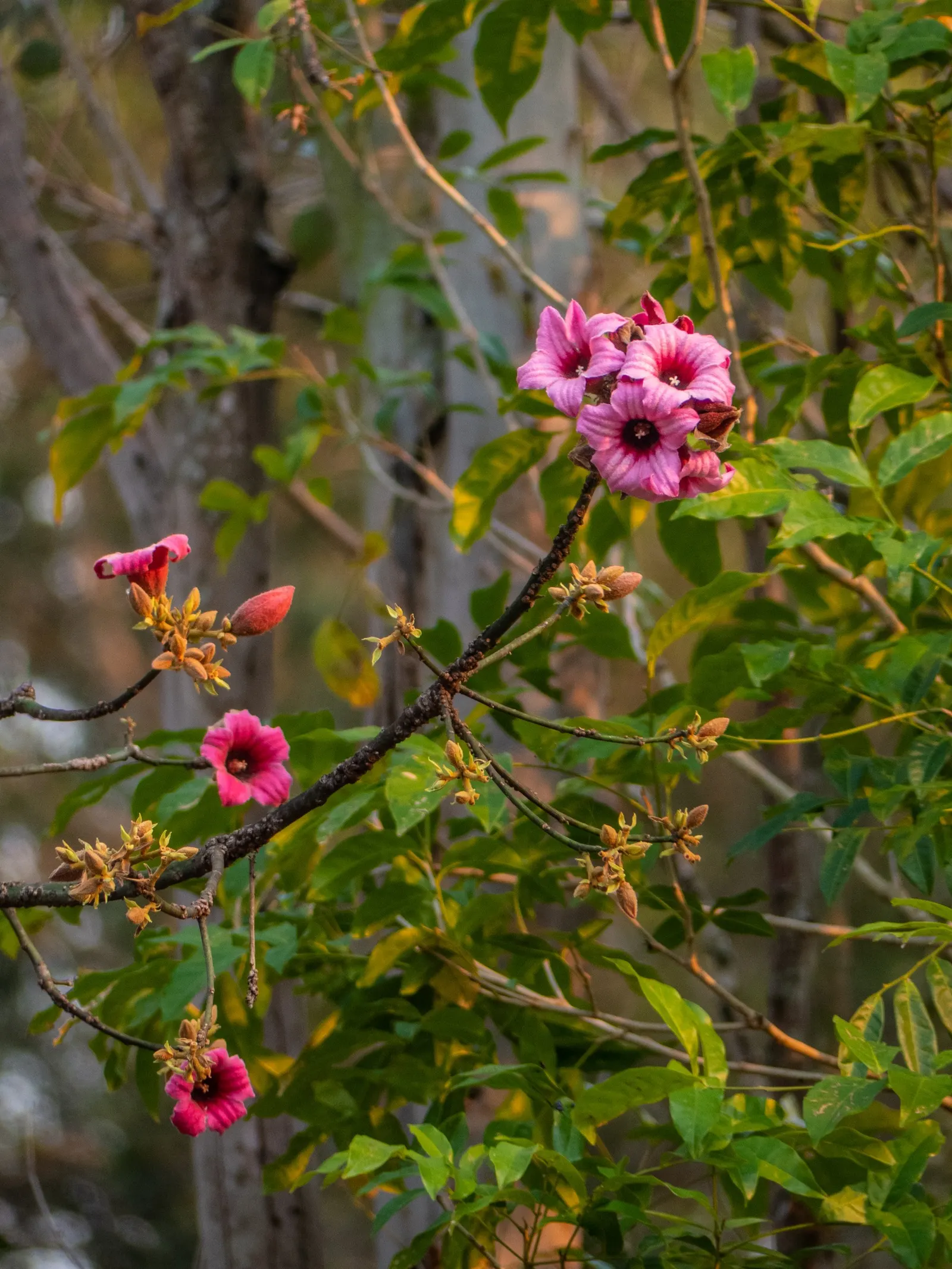 Lacebark (Brachychiton Discolor) — this semi-deciduous tree typically reaches heights of 30 to 50 feet with a spread of 15 to 30 feet; attracting, image 123