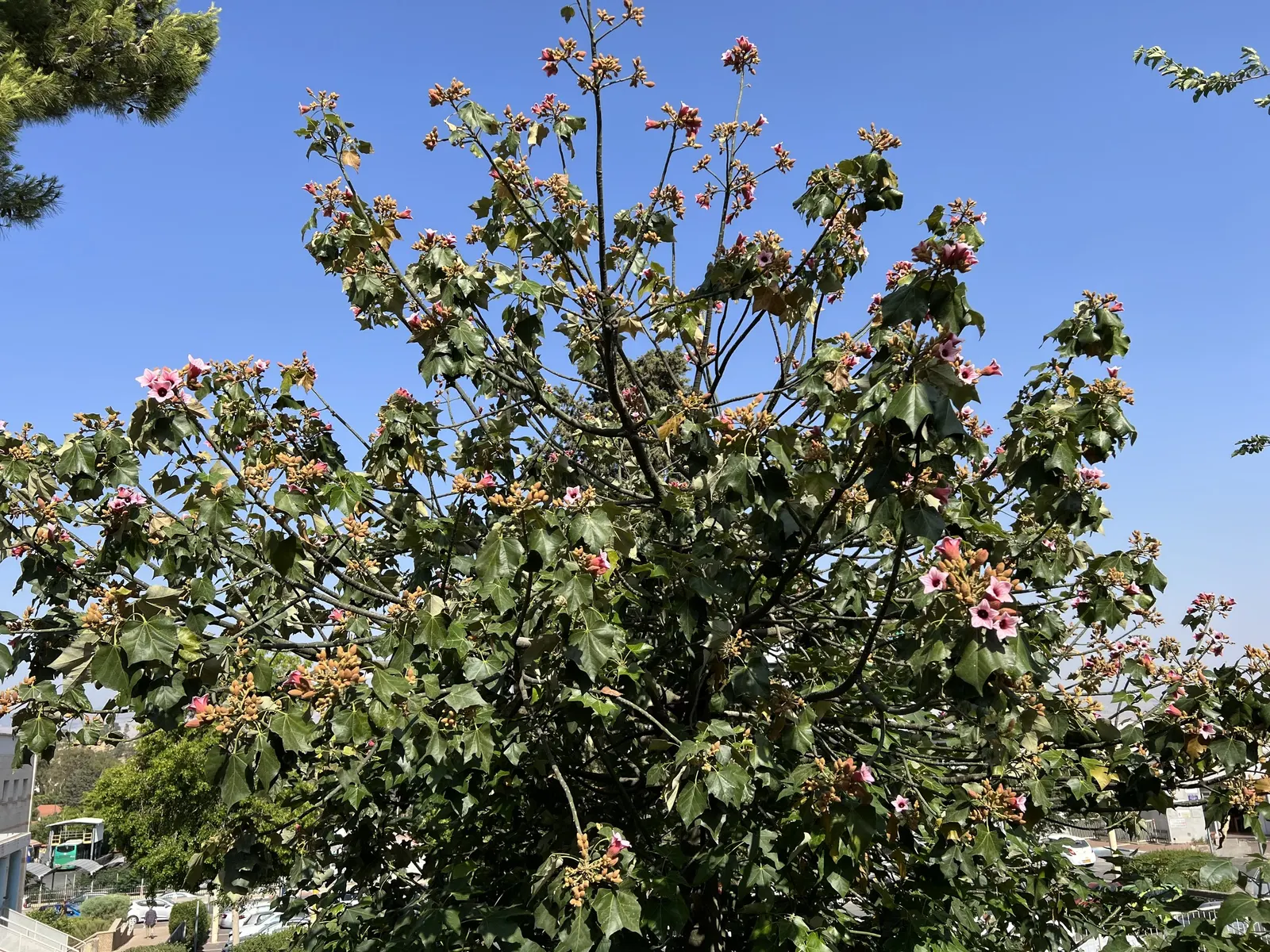 Lacebark (Brachychiton Discolor) — Come spring and early summer; this semi-deciduous tree typically reaches heights of 30 to 50 feet with a spread, image 126