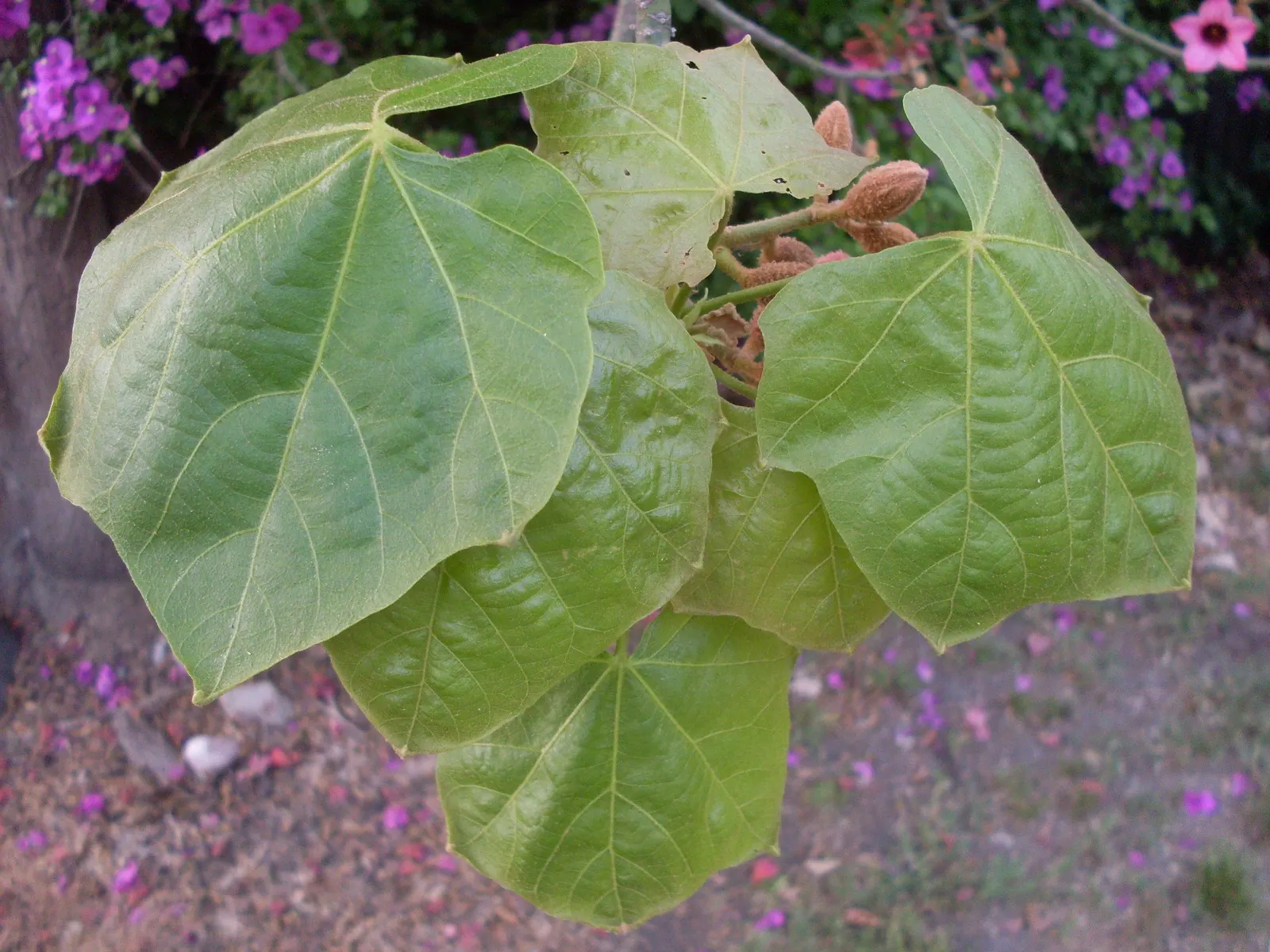 Lacebark (Brachychiton Discolor) — scientifically referred to as Brachychiton discolor; attracting pollinators to the garden.<br><br>Following its splendid