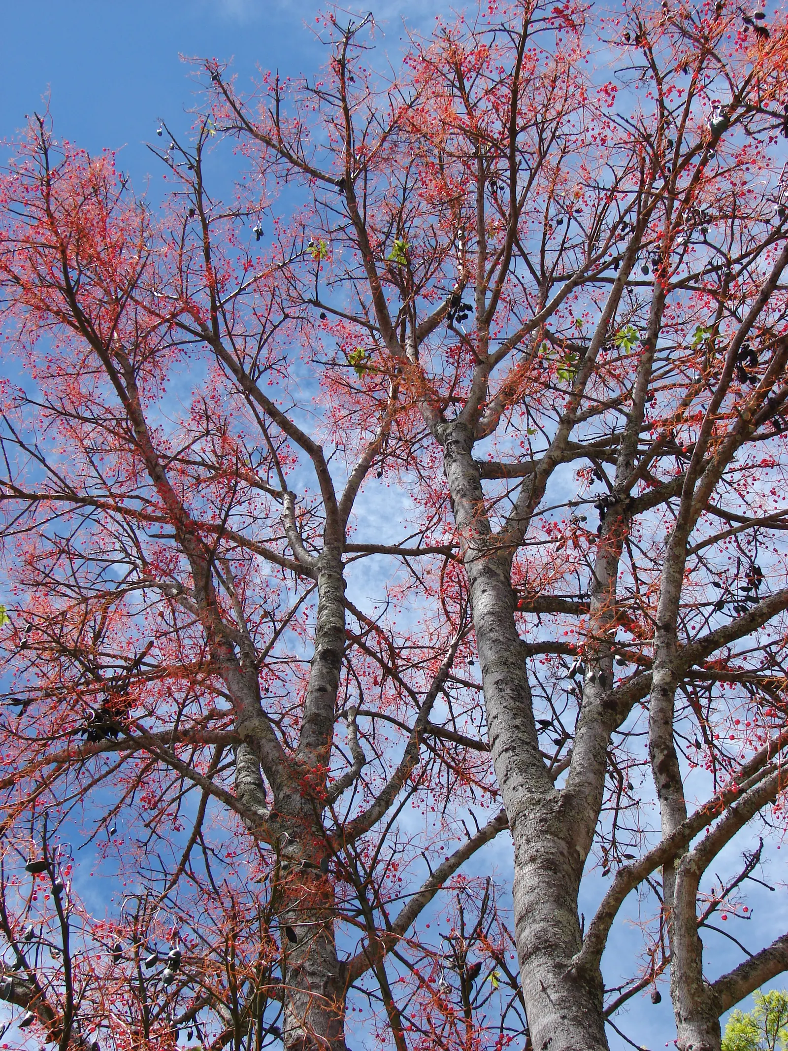 Lacebark (Brachychiton Discolor) — Come spring and early summer; this semi-deciduous tree typically reaches heights of 30 to 50 feet with a spread of 15 to 30