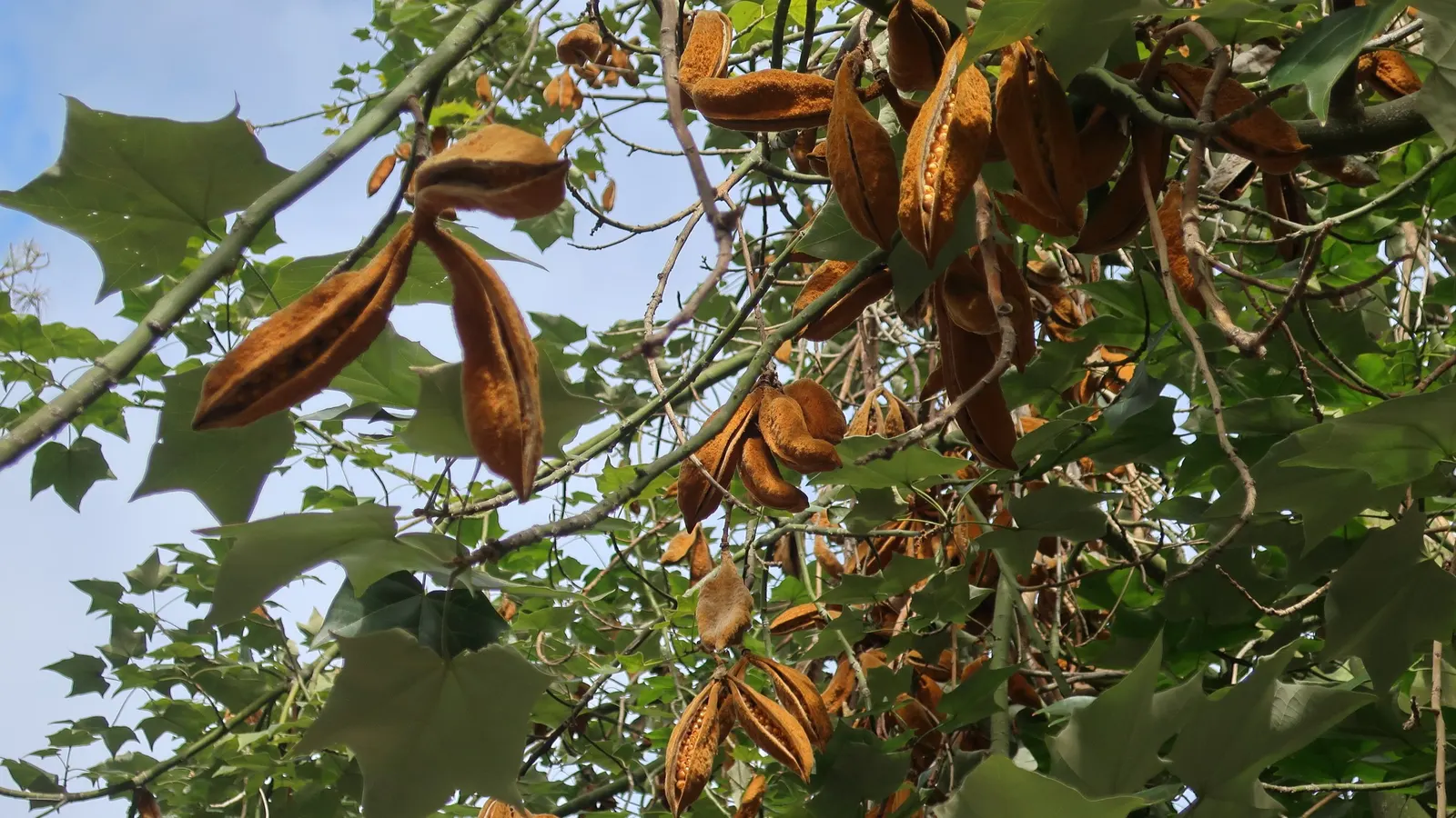 Lacebark (Brachychiton Discolor) — These are deeply lobed, offering a textured aesthetic throughout the growing season; this semi-evergreen species, image 97