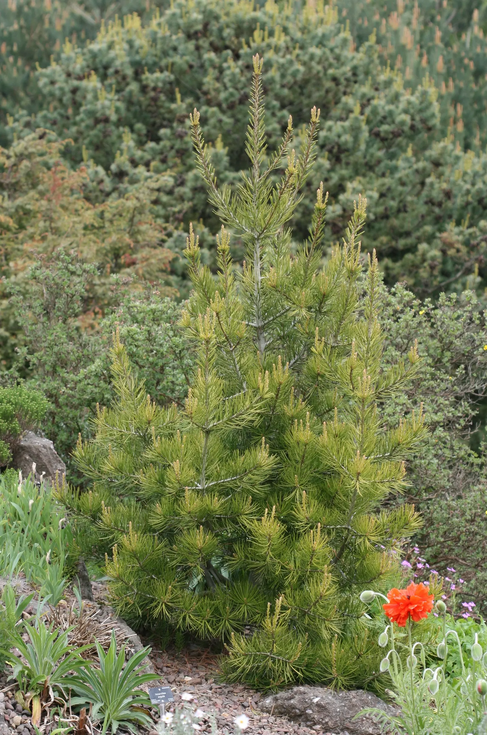 Lacebark (Brachychiton Discolor) — Its moderate growth rate and drought tolerance make it an attractive; this semi-evergreen species thrives in USDA zones