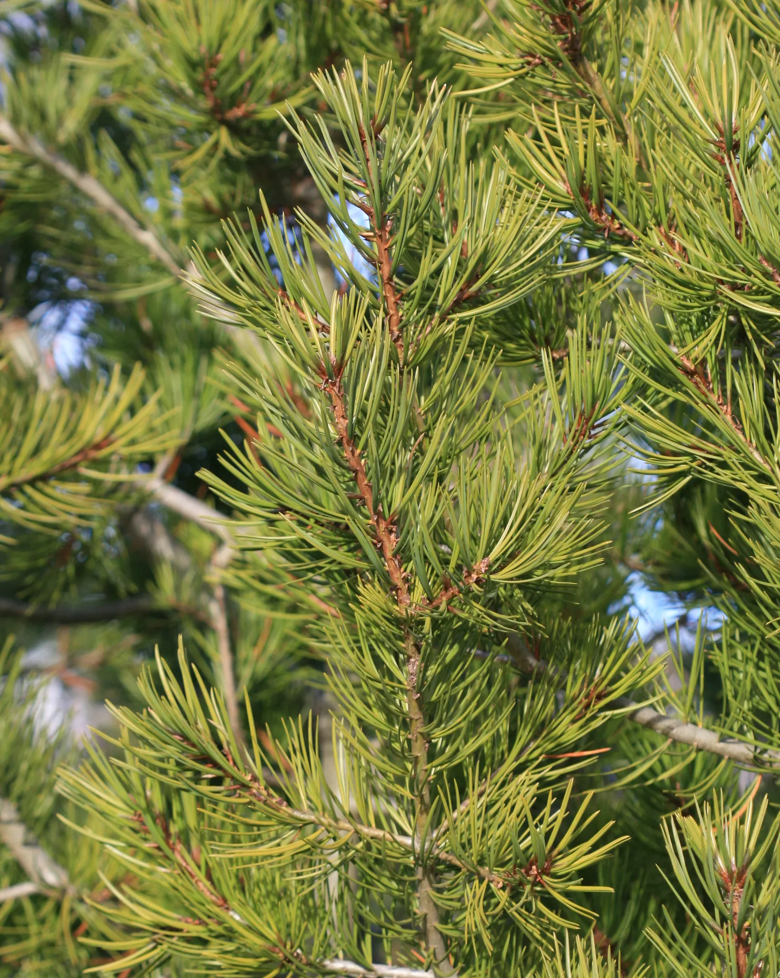 Lacebark (Brachychiton Discolor) — low-maintenance choice for landscapes seeking vertical interest and seasonal color; this semi-deciduous tree typically