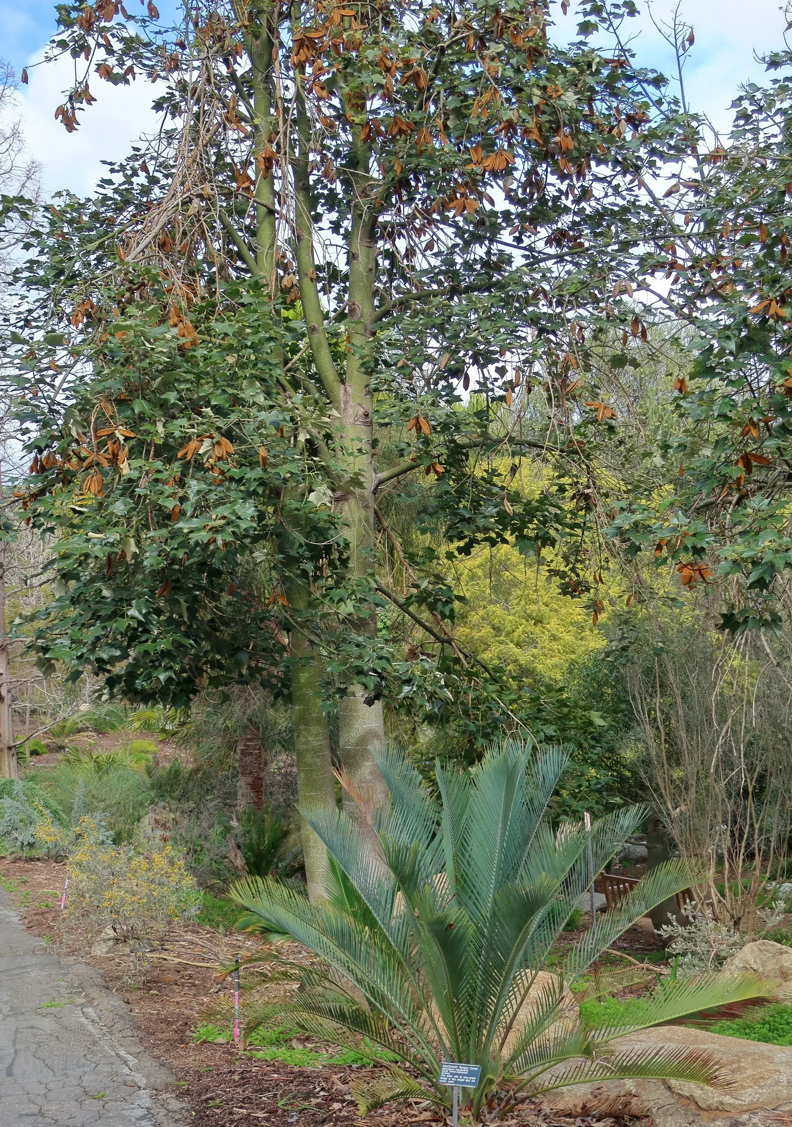 Lacebark (Brachychiton Discolor) — marked by red inner stripes - providing a striking contrast against the foliage; remember to include room for, image 100