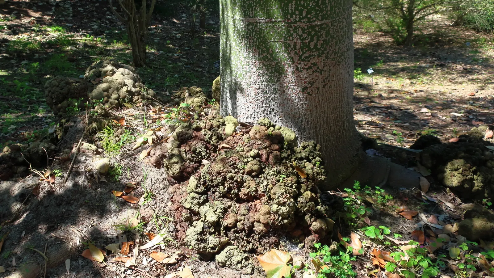 Lacebark (Brachychiton Discolor) — thanks to its dynamic foliage and showy flowers; this semi-evergreen species thrives in USDA zones 9-11, preferring
