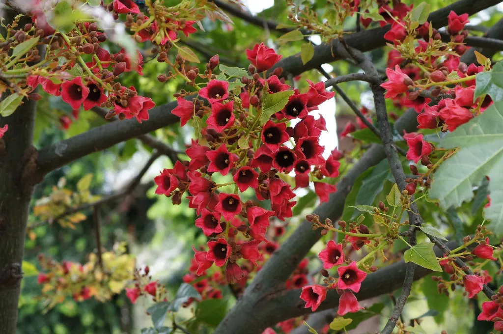 Lacebark (Brachychiton Discolor) — The blooms are roughly 1 to 2 inches in diameter; this semi-evergreen species thrives in USDA zones 9-11, image 101
