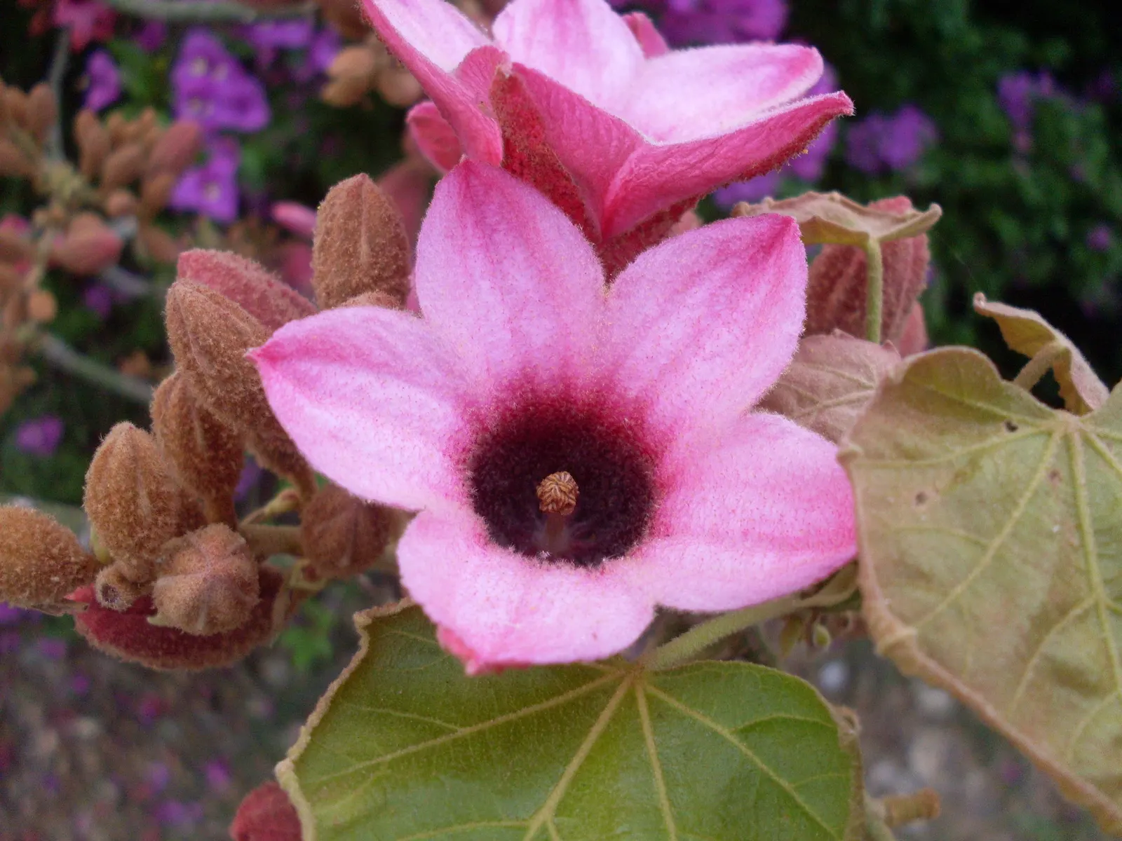 Lacebark (Brachychiton Discolor) — is a standout specimen within the landscape; remember to include room for vertical and horizontal growth when aligning this