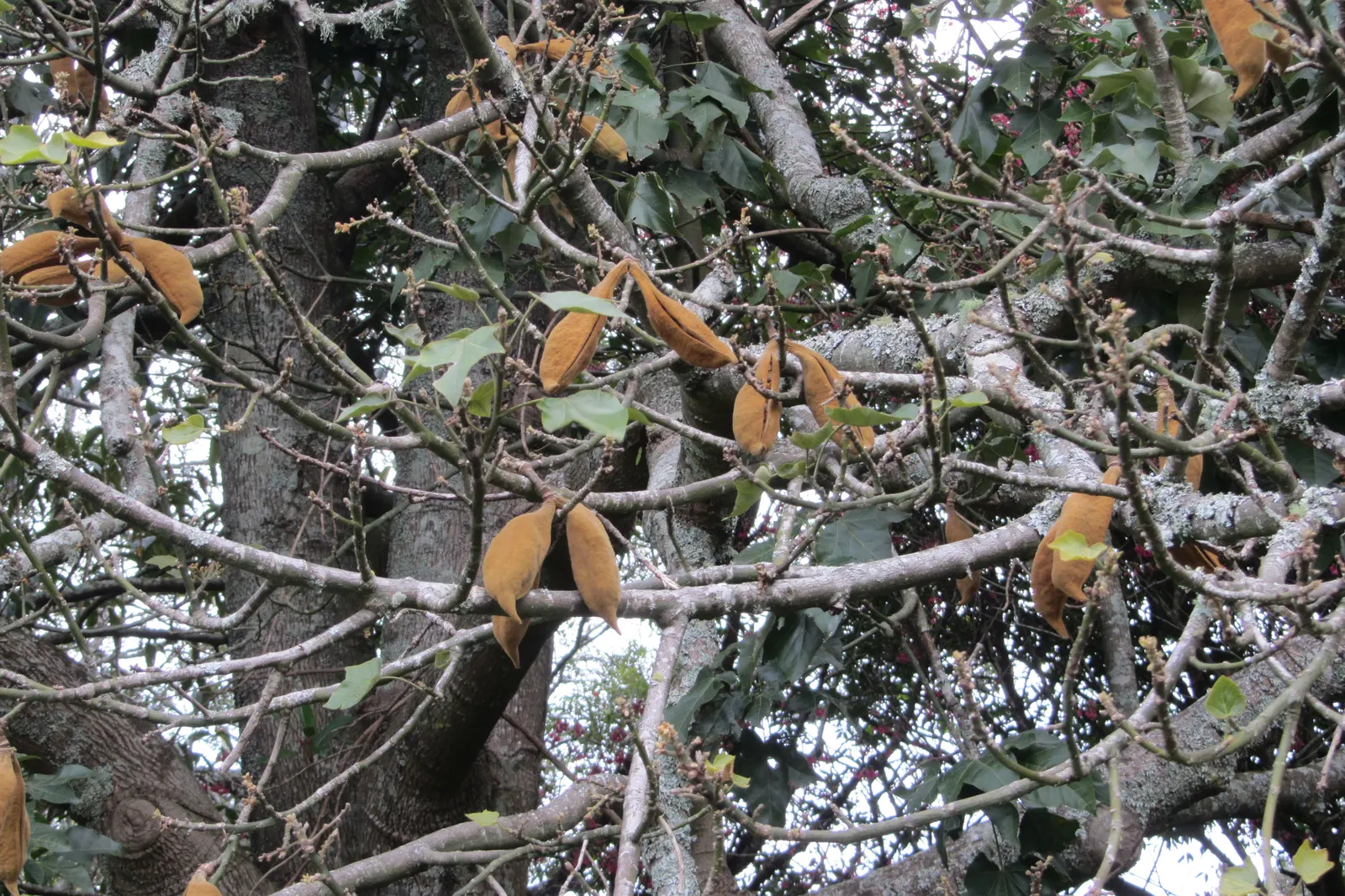 Lacebark (Brachychiton Discolor) — dark green leaves that span 4 to 8 inches long; remember to include room for vertical and horizontal growth when, image 96
