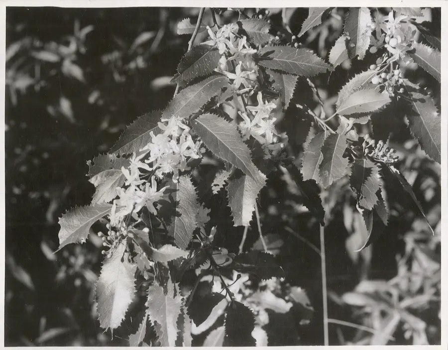 Lacebark (Brachychiton Discolor) — Native to the subtropical regions of northeastern Australia; this semi-deciduous tree typically reaches heights of 30 to 50
