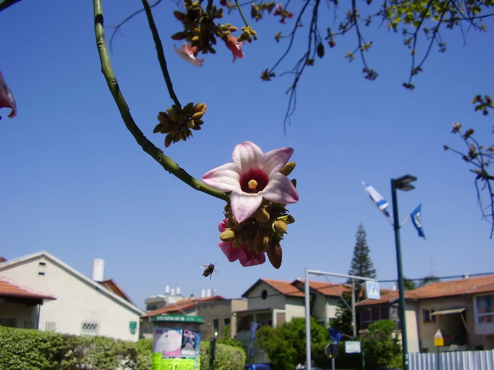 Lacebark (Brachychiton Discolor) — attracting pollinators to the garden.<br><br>Following its splendid flowering period; this semi-deciduous tree, image 102