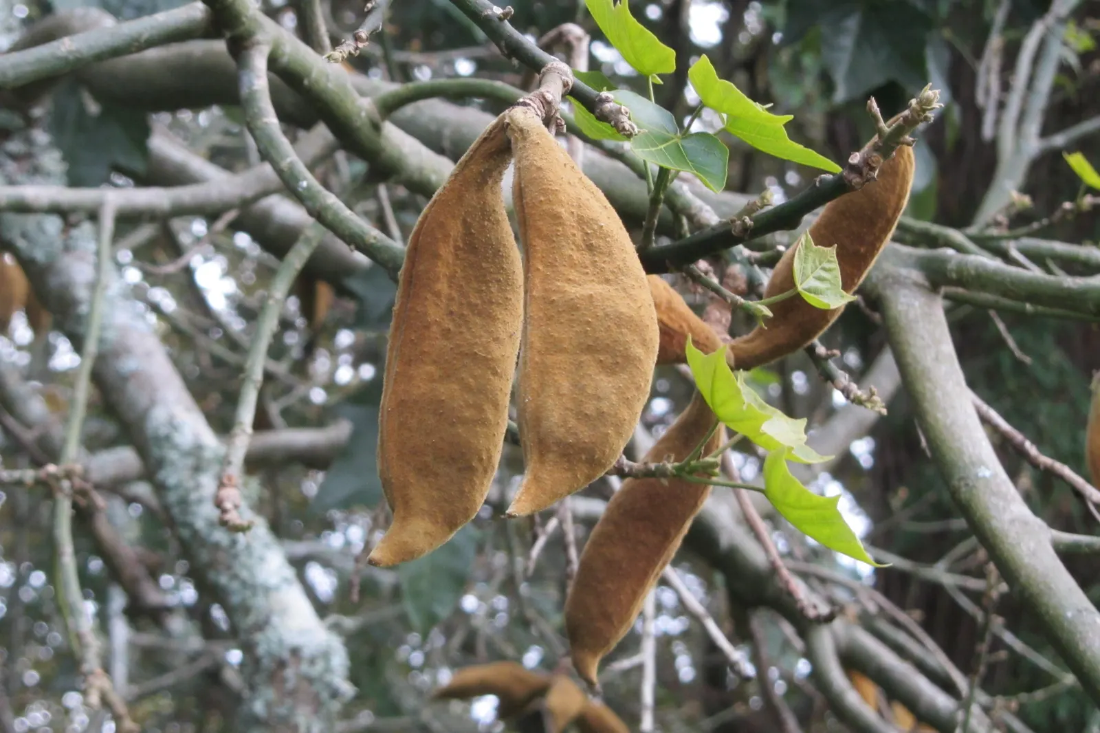 Lacebark (Brachychiton Discolor) — Come spring and early summer; this semi-deciduous tree typically reaches heights of 30 to 50 feet with a spread, image 98
