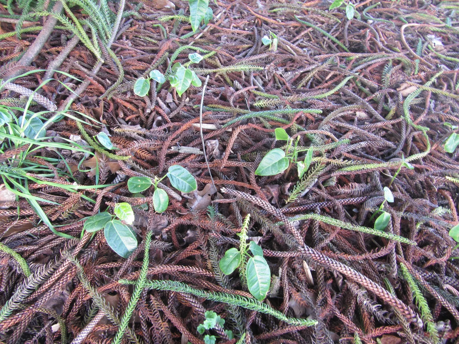 Lacebark (Brachychiton Discolor) — These are deeply lobed, offering a textured aesthetic throughout the growing season; this semi-evergreen species thrives in