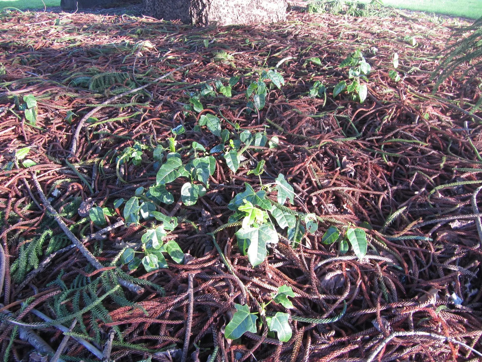 Lacebark (Brachychiton Discolor) — dark green leaves that span 4 to 8 inches long; remember to include room for vertical and horizontal growth when aligning