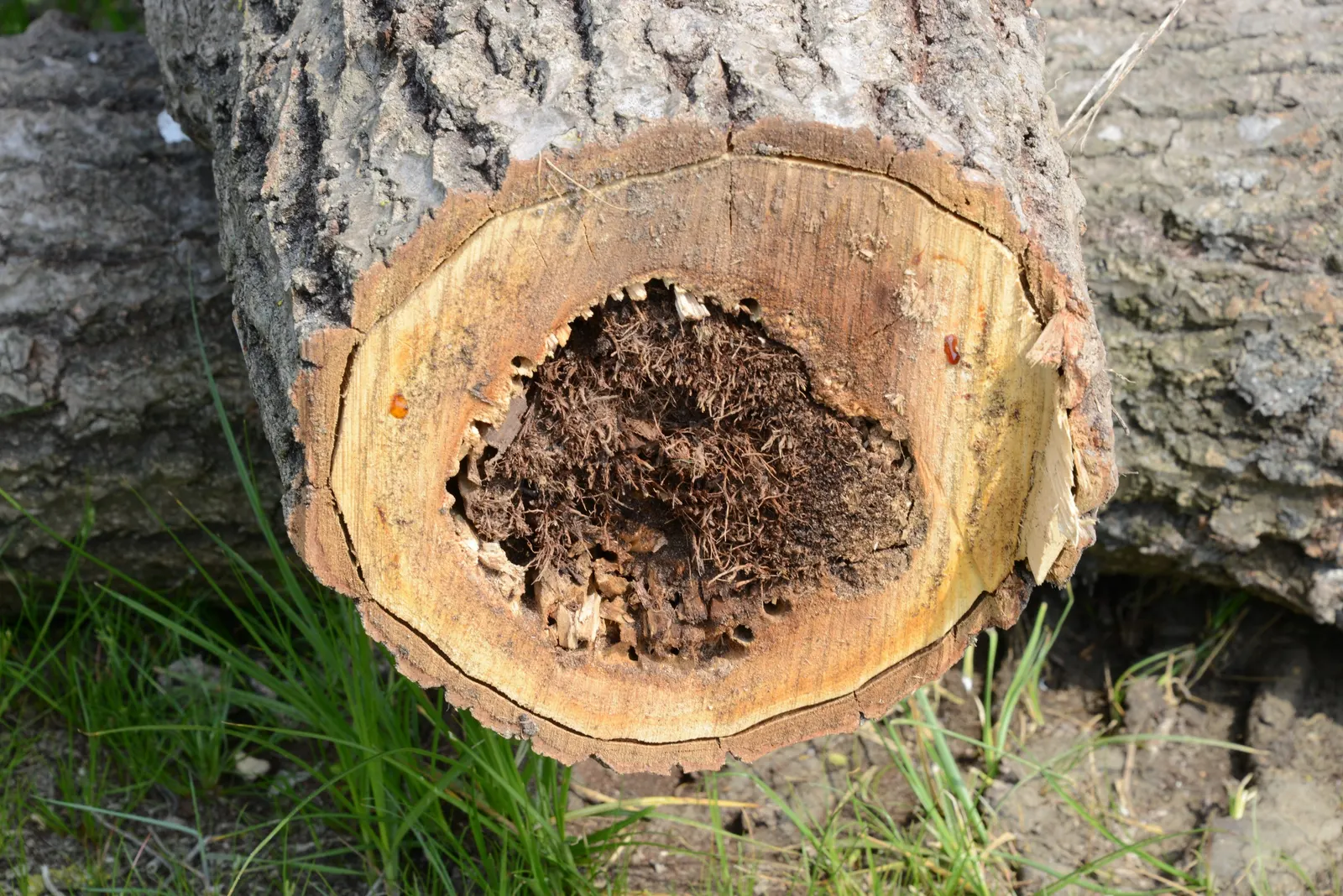 Lacebark (Brachychiton Discolor) — starting off green and maturing to brown; remember to include room for vertical and horizontal growth when, image 104