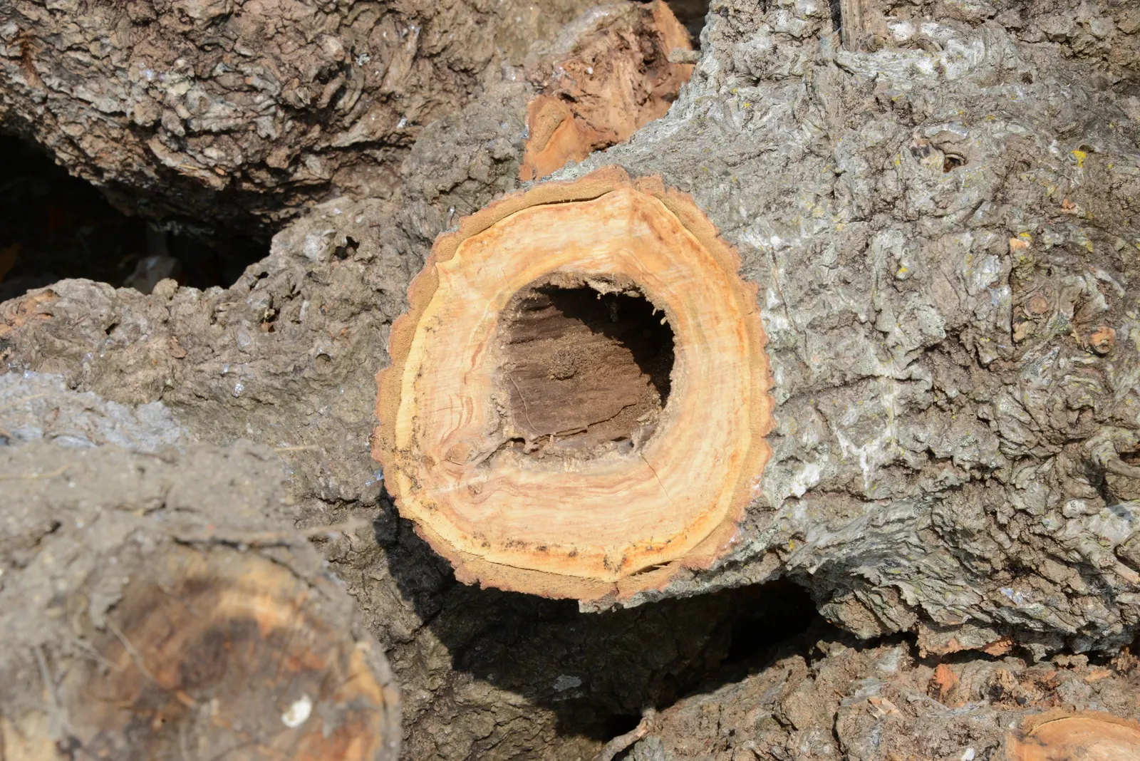 Lacebark (Brachychiton Discolor) — adding more interest to the winter landscape.<br><br>For optimal growth; this semi-evergreen species thrives in, image 105