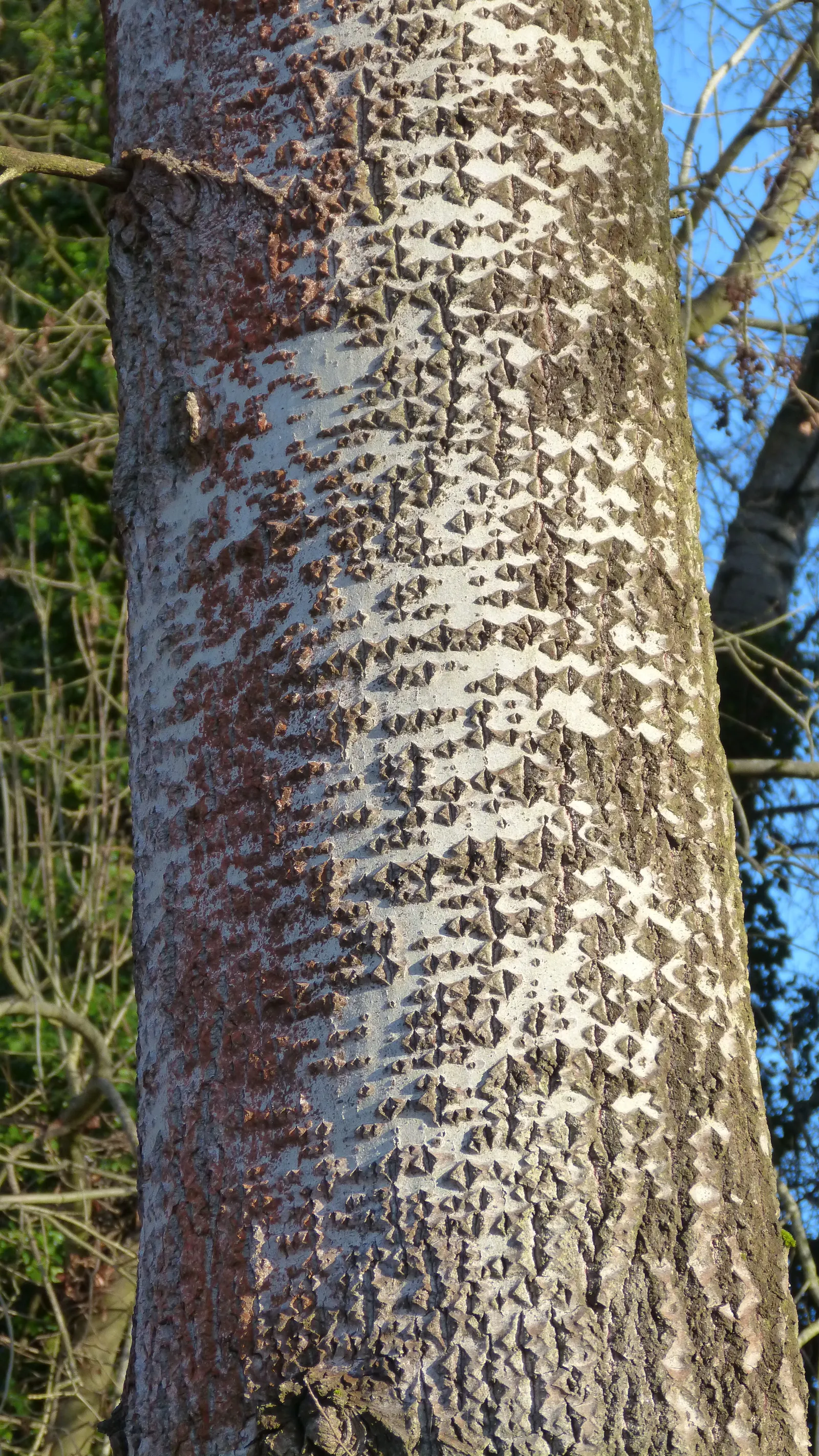 Lacebark (Brachychiton Discolor) — the Lacebark is adorned with bell-shaped; attracting pollinators to the garden.<br><br>Following its splendid, image 99