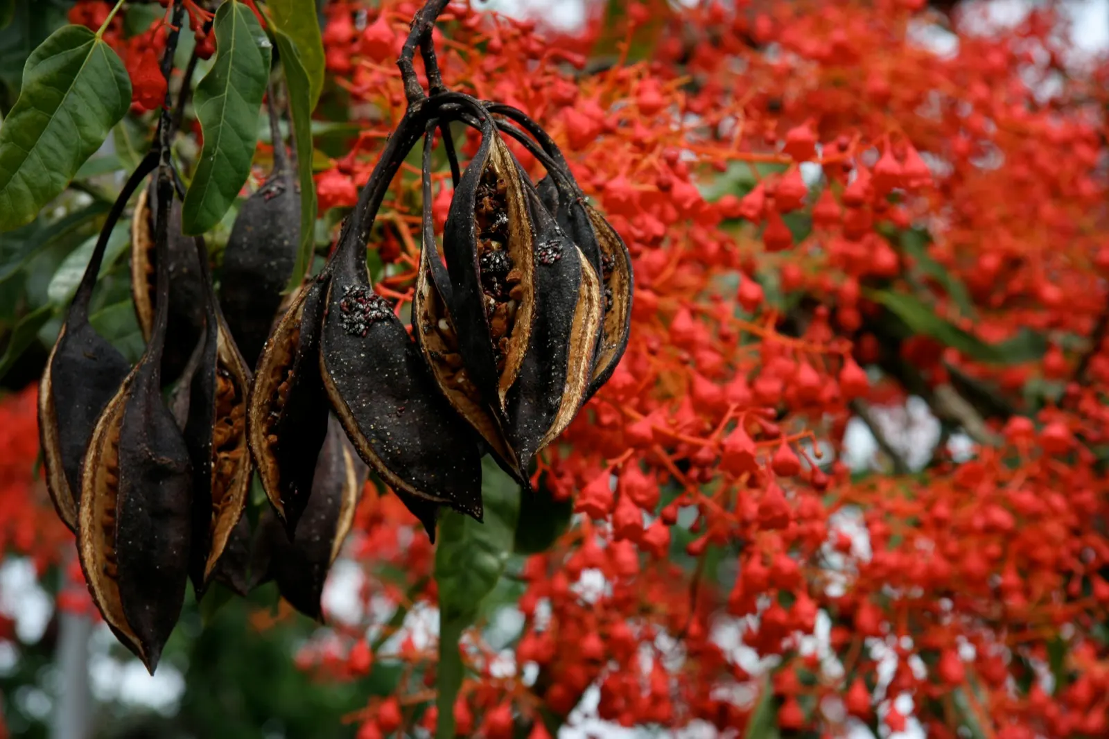 Lacebark (Brachychiton Discolor) — this semi-deciduous tree typically reaches heights of 30 to 50 feet with a spread of 15 to 30 feet; attracting pollinators