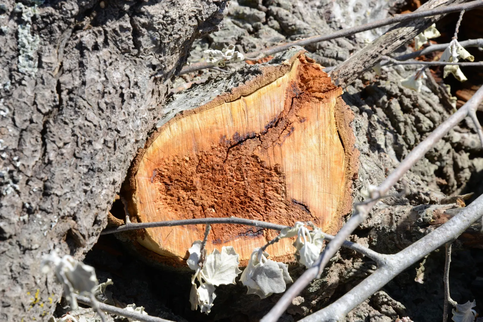 Lacebark (Brachychiton Discolor) — the tree develops boat-shaped seed pods that are equally ornamental; attracting pollinators to the, image 103