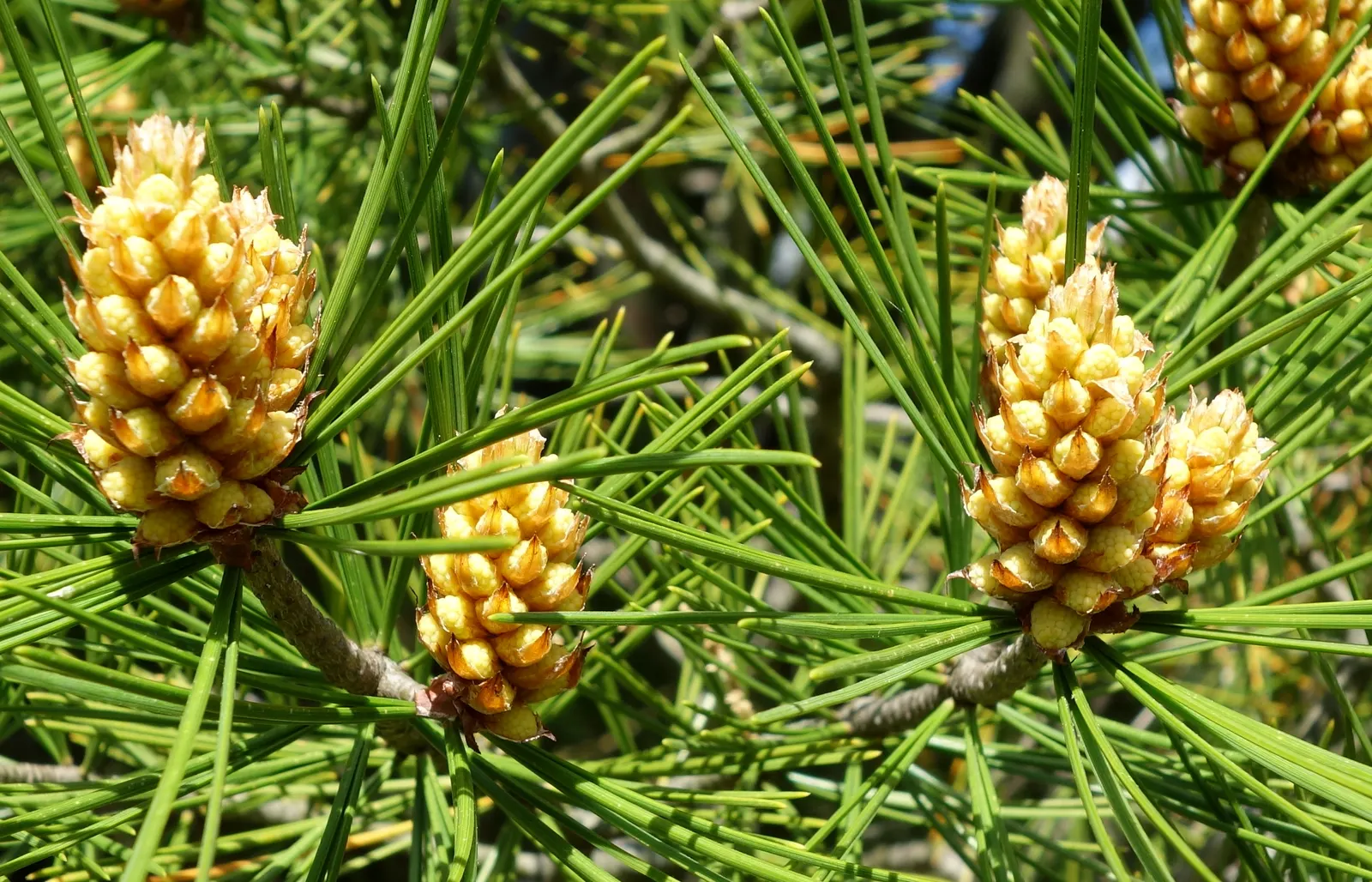 Lacebark (Brachychiton Discolor) — the tree develops boat-shaped seed pods that are equally ornamental