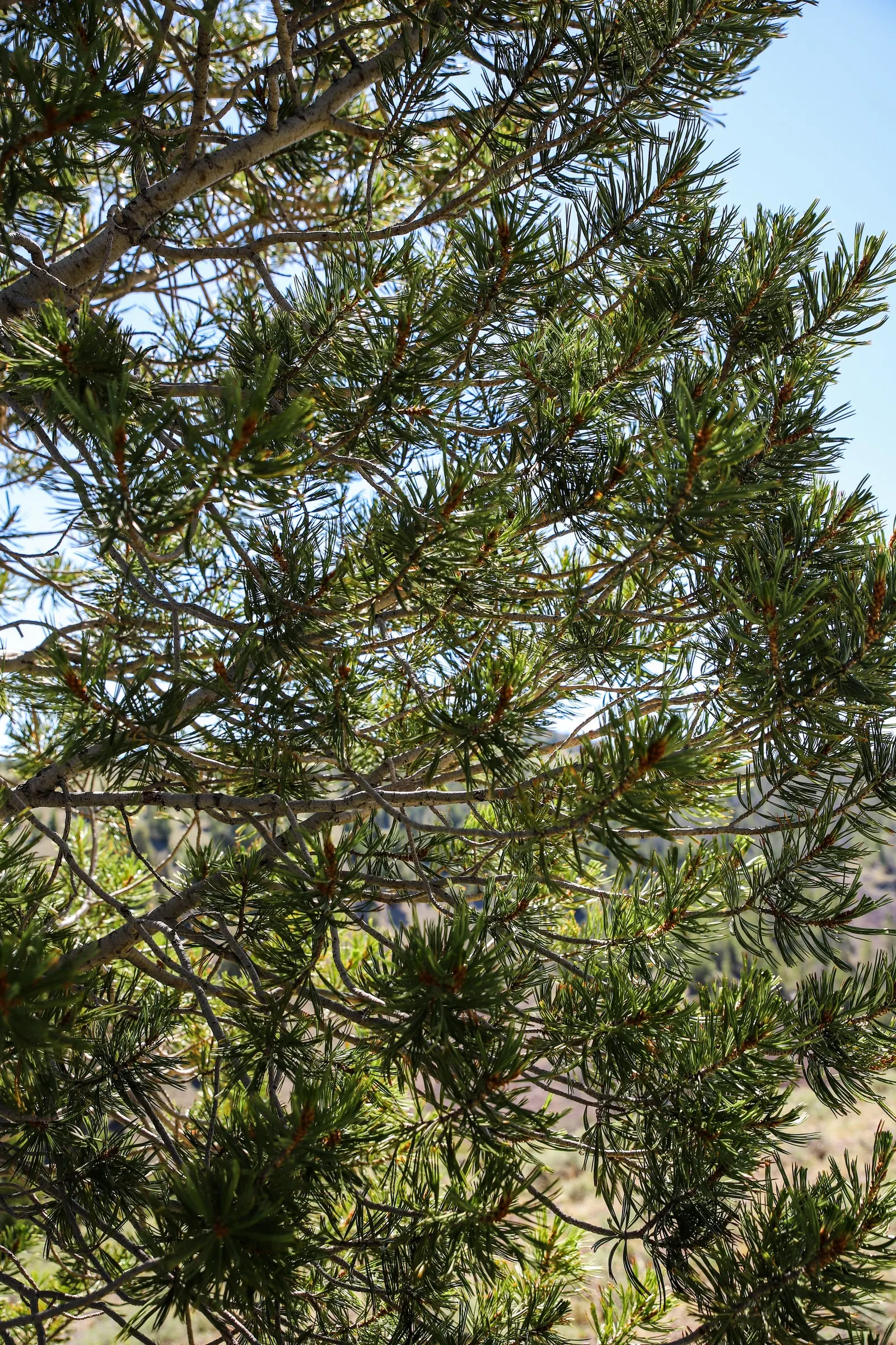 Lacebark (Brachychiton Discolor) — reaching heights of 30‚Äì45 ft with a canopy spread of 15‚Äì30 ft; this semi-deciduous tree typically reaches heights of 30