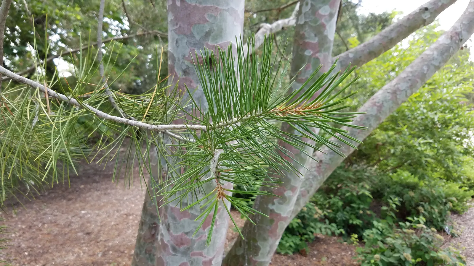Lacebark (Brachychiton Discolor) — It is relatively drought-tolerant once established