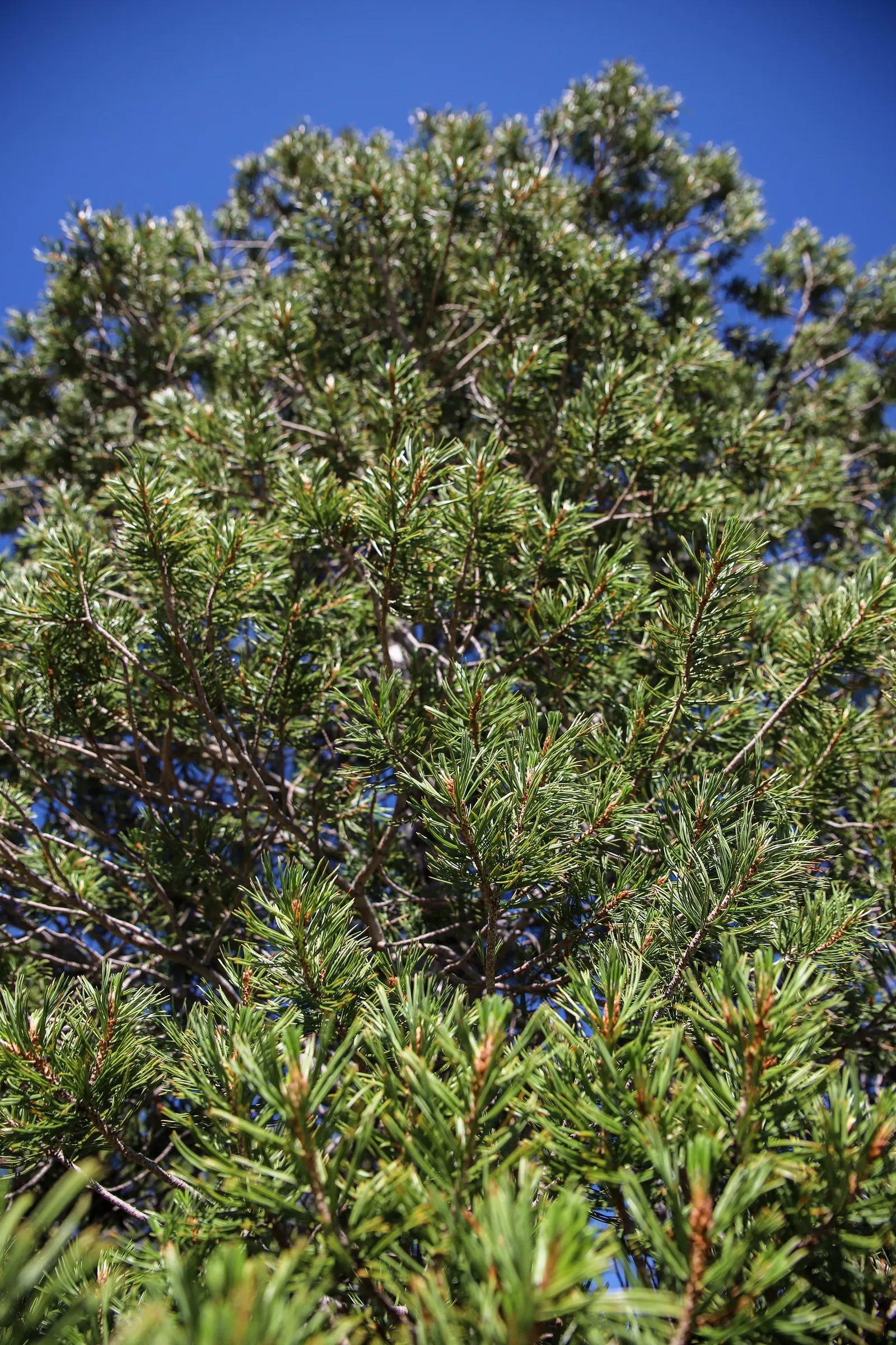 Lacebark (Brachychiton Discolor) — This semi-evergreen species thrives in USDA zones 9-11, preferring well-drained soils; remember to include room for vertical