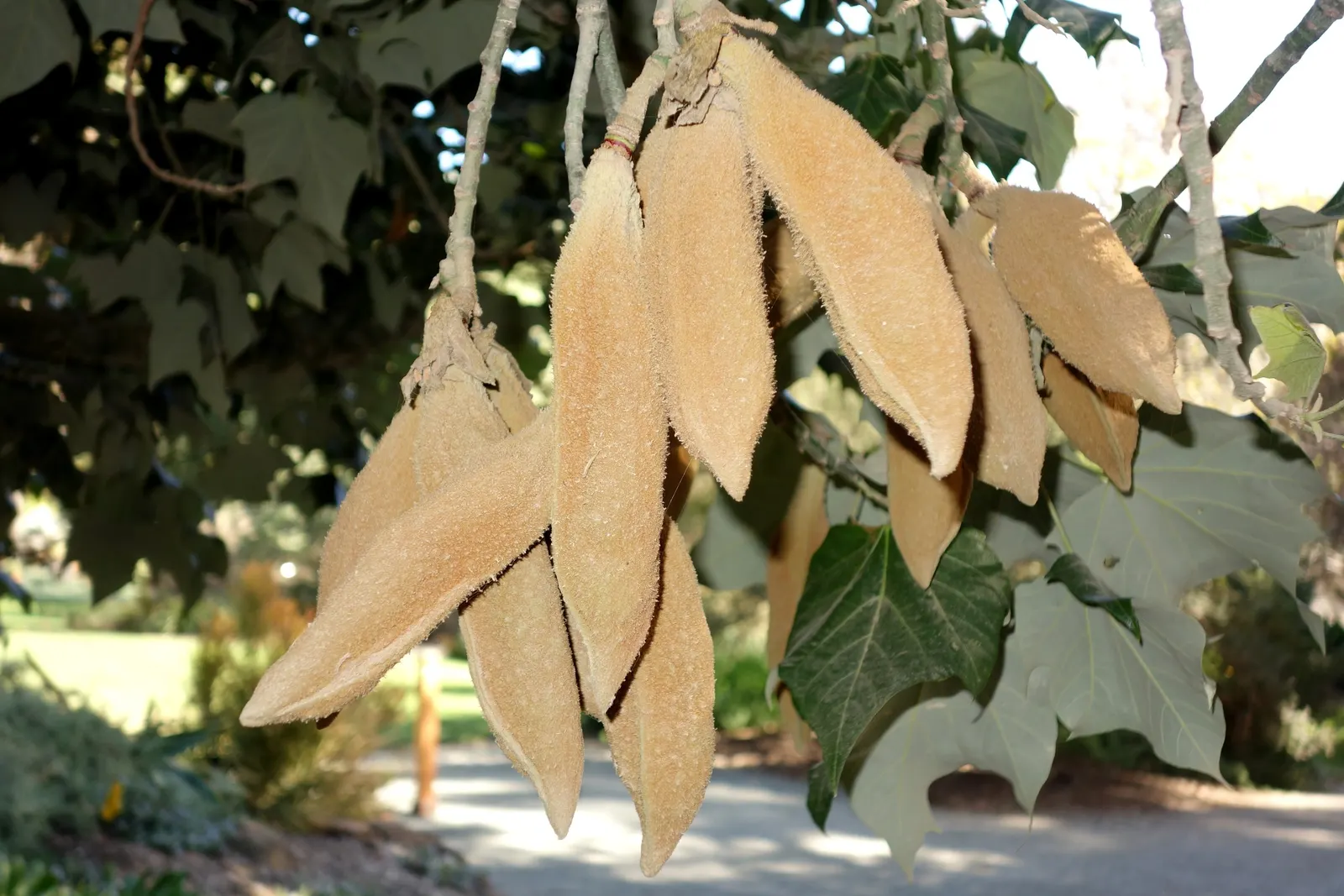 Lacebark (Brachychiton Discolor) — thanks to its dynamic foliage and showy flowers; this semi-evergreen species thrives in USDA zones 9-11, image 93