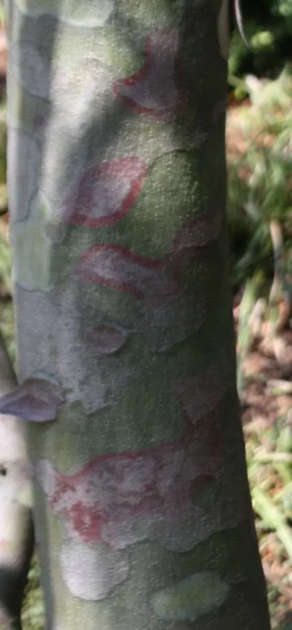 Lacebark (Brachychiton Discolor) — attracting pollinators to the garden.<br><br>Following its splendid flowering period