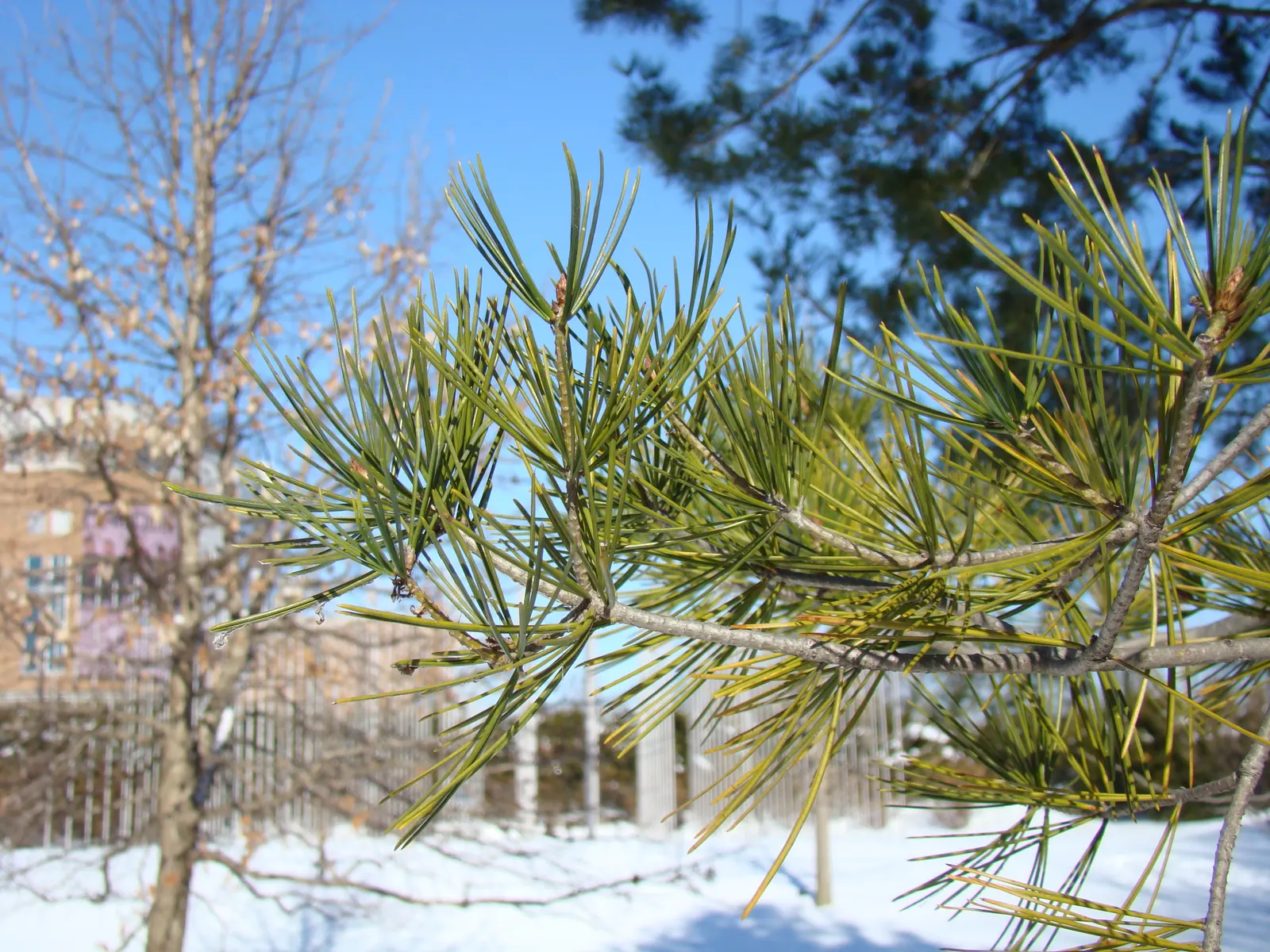 Lacebark (Brachychiton Discolor) — starting off green and maturing to brown