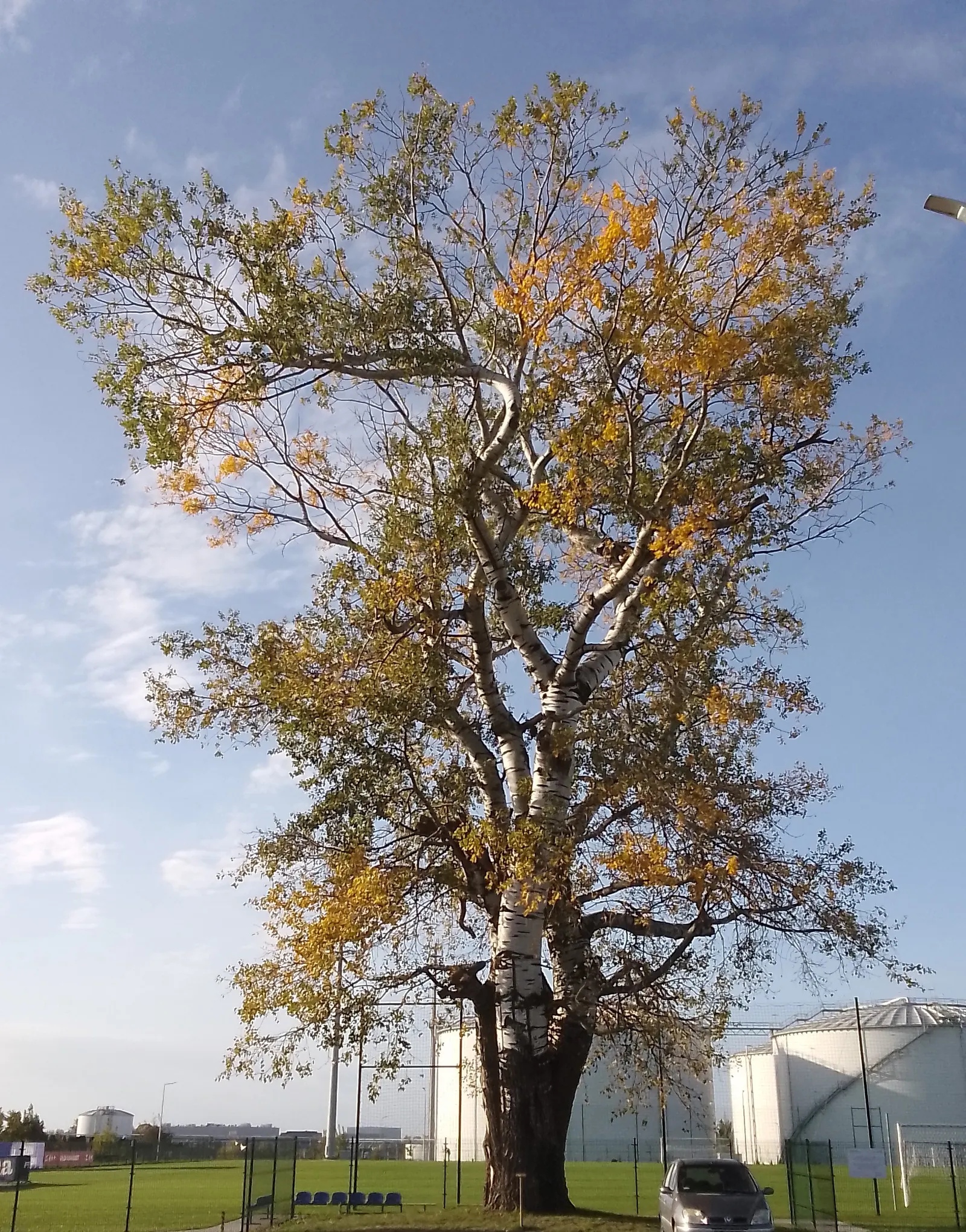Lacebark (Brachychiton Discolor) — this semi-deciduous tree typically reaches heights of 30 to 50 feet with a spread of 15 to 30 feet; attracting, image 95