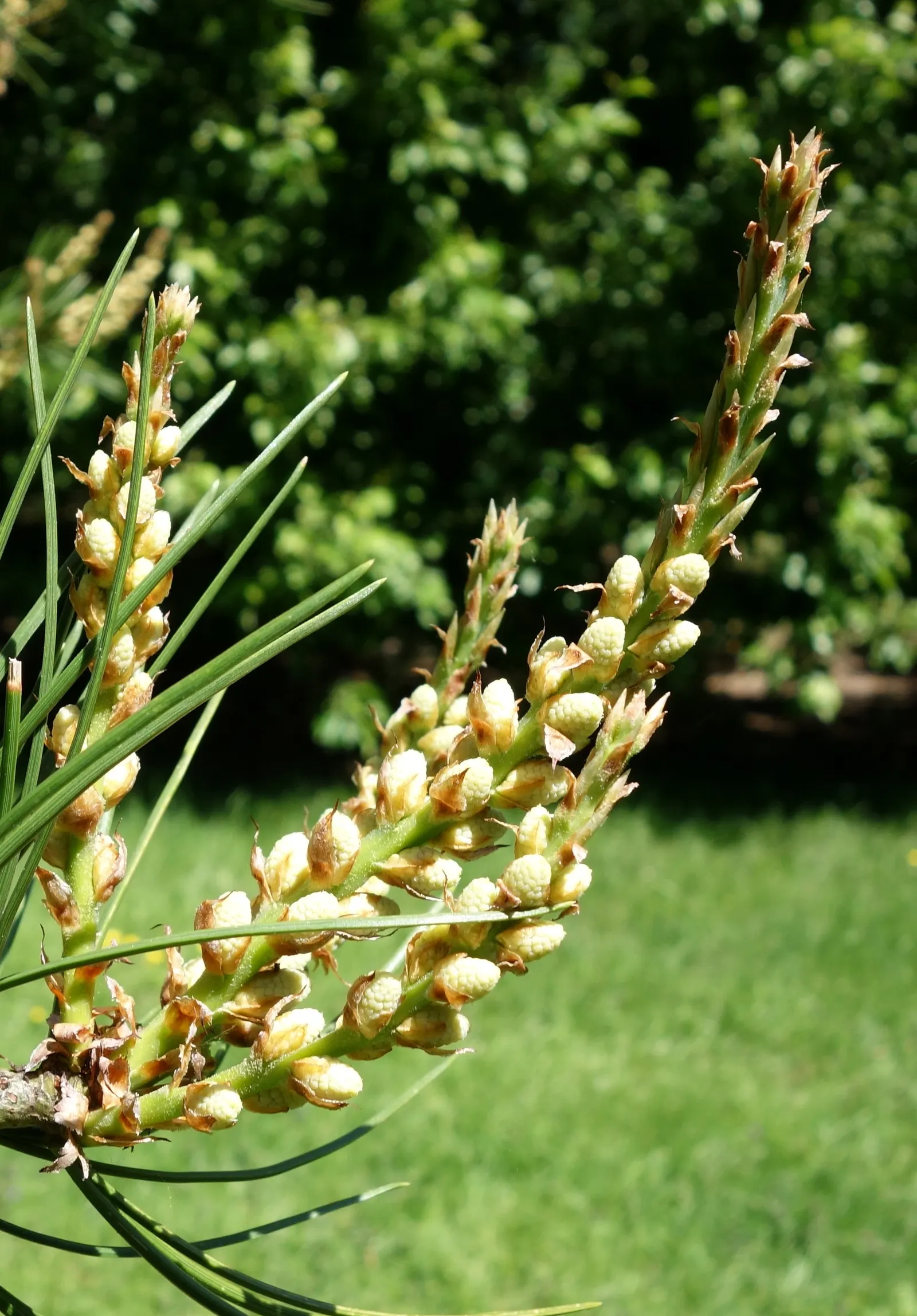 Lacebark (Brachychiton Discolor) — Native to the subtropical regions of northeastern Australia