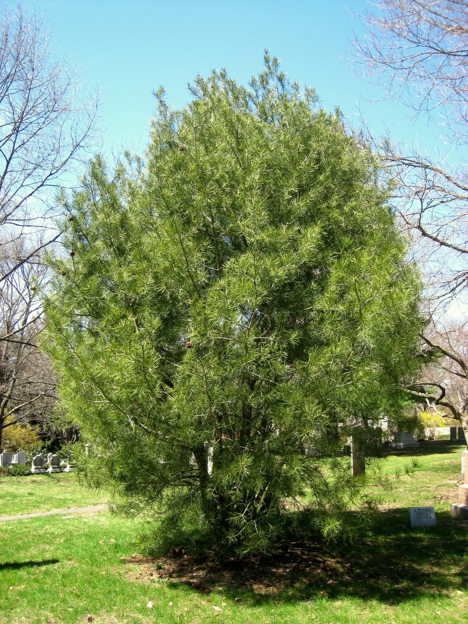 Lacebark (Brachychiton Discolor) — Come spring and early summer