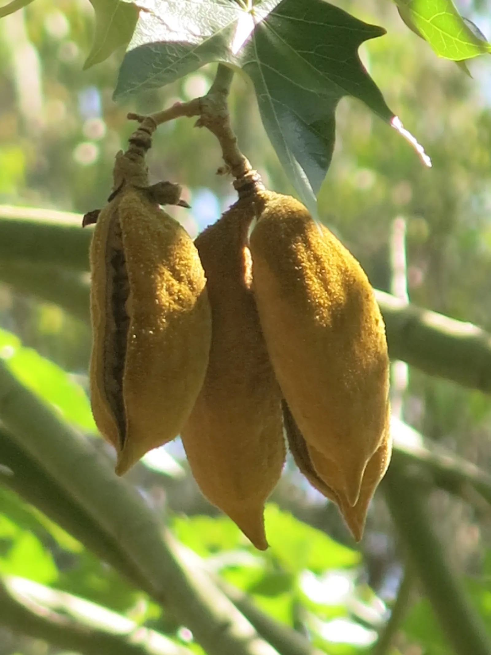 Lacebark (Brachychiton Discolor) — Native to the subtropical regions of northeastern Australia; this semi-deciduous tree typically reaches heights, image 94