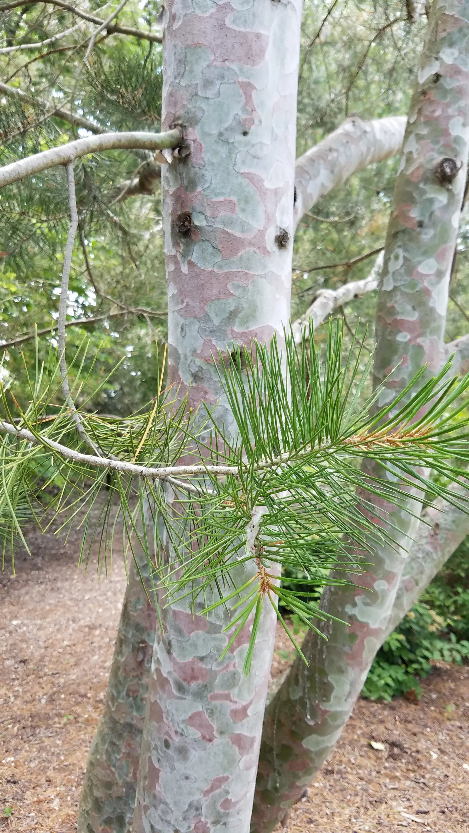 Lacebark (Brachychiton Discolor) — the Lacebark should be planted in well-drained soil with full sun to partial shade exposure