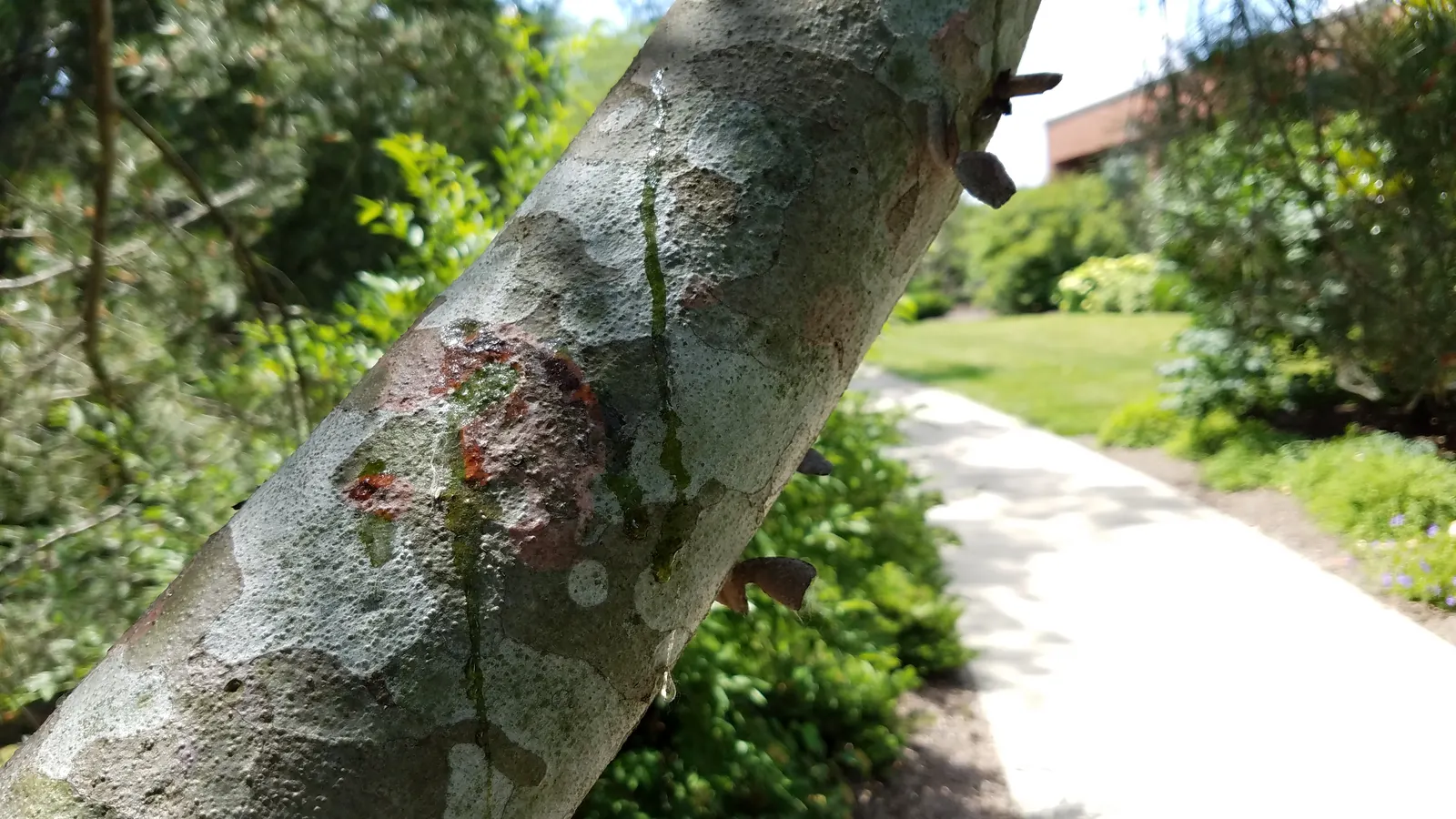 Lacebark (Brachychiton Discolor) — tree with pink blooms
