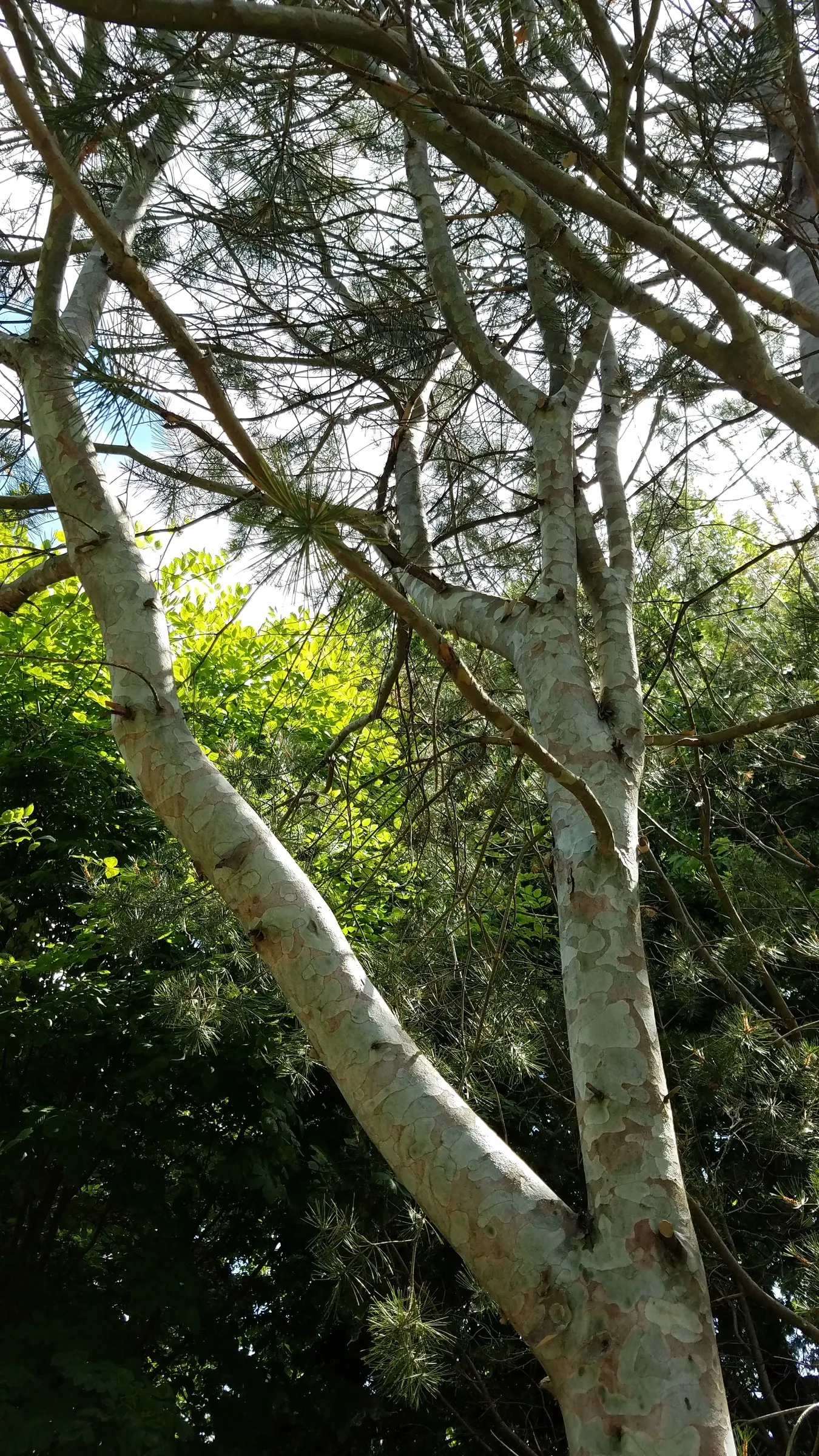 Lacebark (Brachychiton Discolor) — pink flowers in the garden