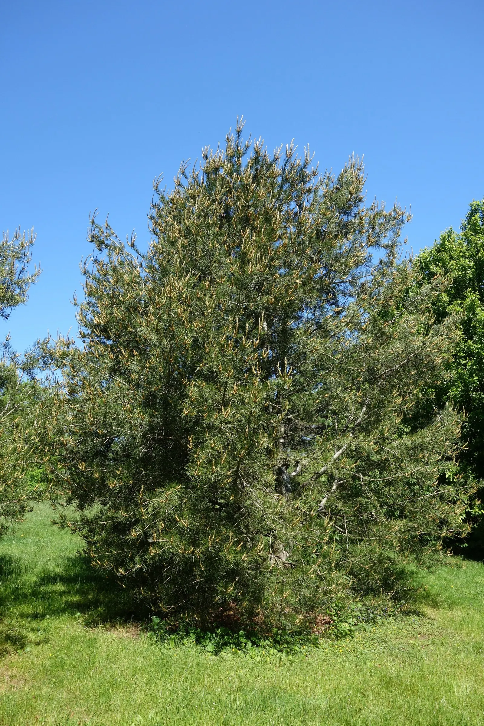 Lacebark (Brachychiton Discolor) — dark green leaves that span 4 to 8 inches long