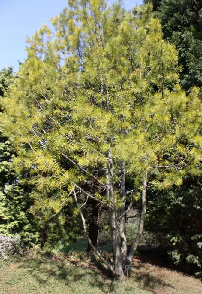 Lacebark (Brachychiton Discolor) — tree for full or half