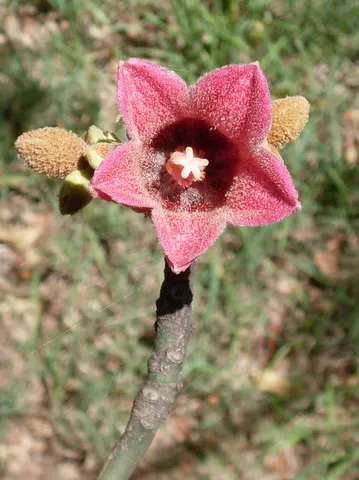 Lacebark (Brachychiton Discolor) — Its moderate growth rate and drought tolerance make it an attractive; this semi-evergreen species thrives in, image 89