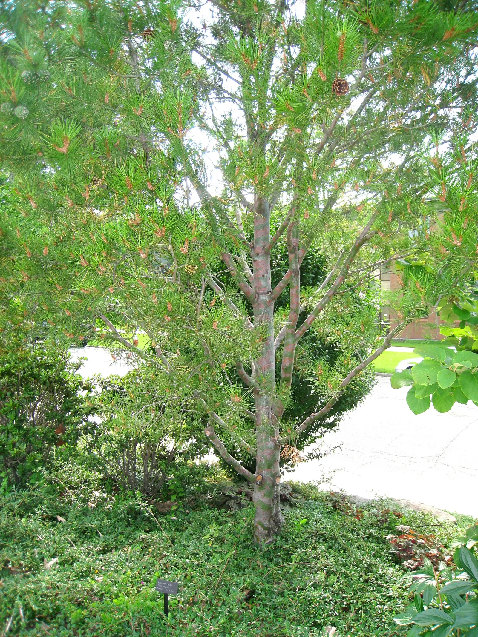 Lacebark (Brachychiton Discolor) — this semi-deciduous tree typically reaches heights of 30 to 50 feet with a spread of 15 to 30 feet
