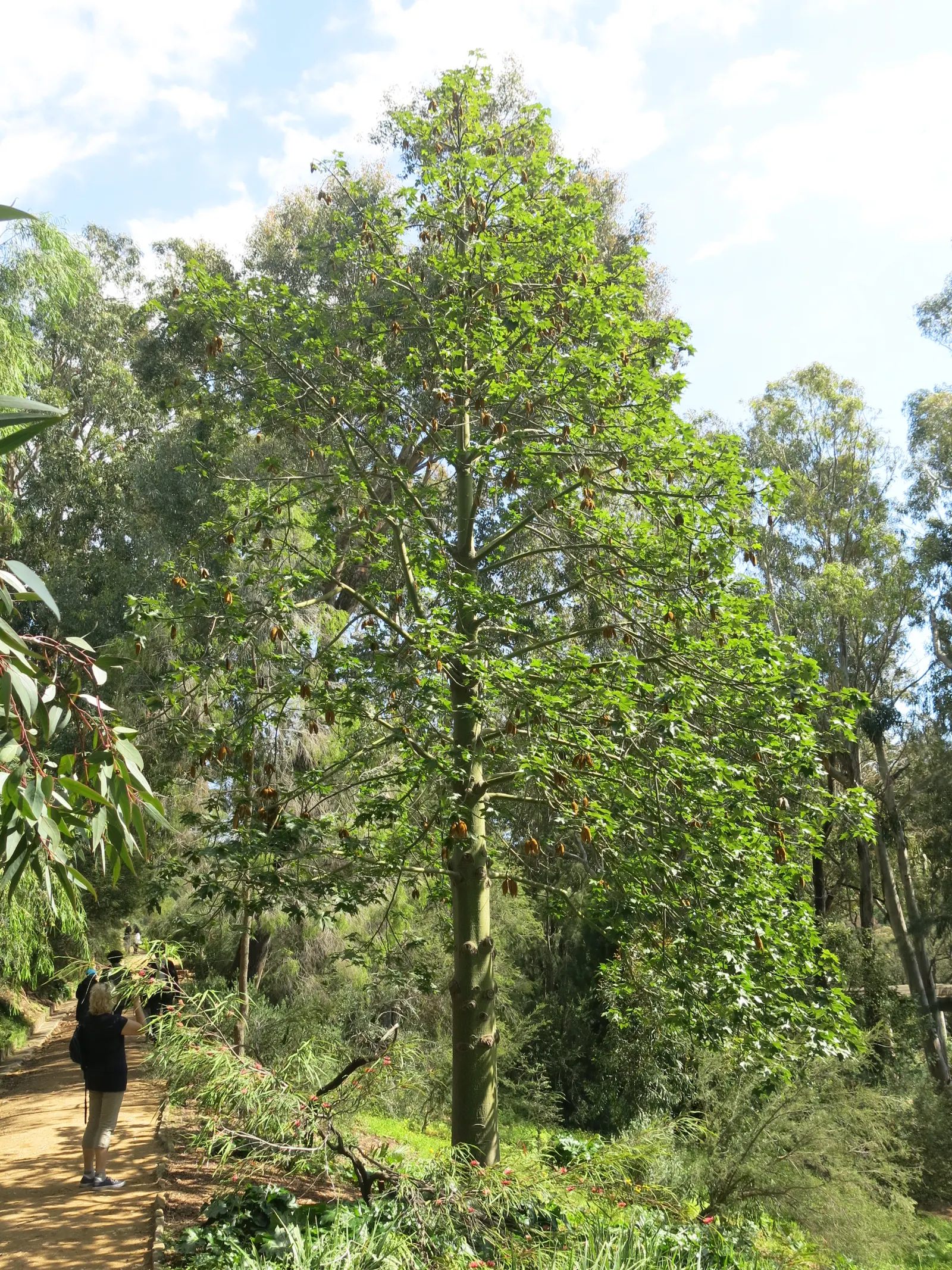 Lacebark (Brachychiton Discolor) — is a standout specimen within the landscape; remember to include room for vertical and horizontal growth when, image 92