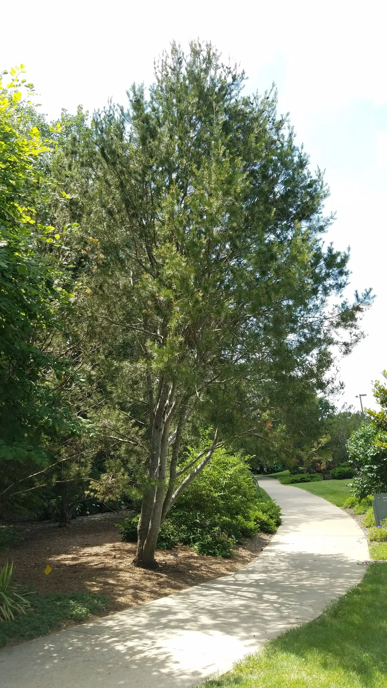 Lacebark (Brachychiton Discolor) — Remember to include room for vertical and horizontal growth when aligning this tree within a planting design