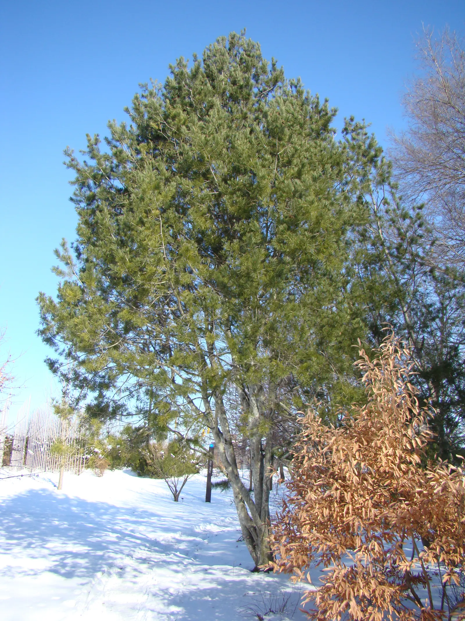 Lacebark (Brachychiton Discolor) — making it a sturdy option for a variety of landscape designs