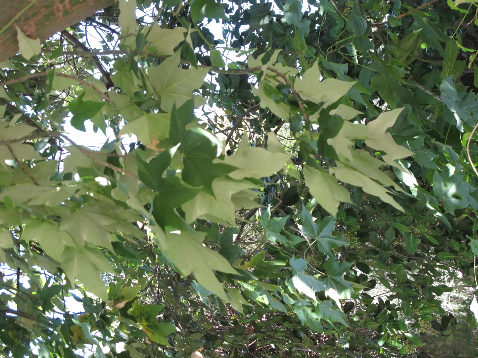 Lacebark (Brachychiton Discolor) — is renowned for its showy pink flowers and striking mottled bark; attracting pollinators to the, image 87