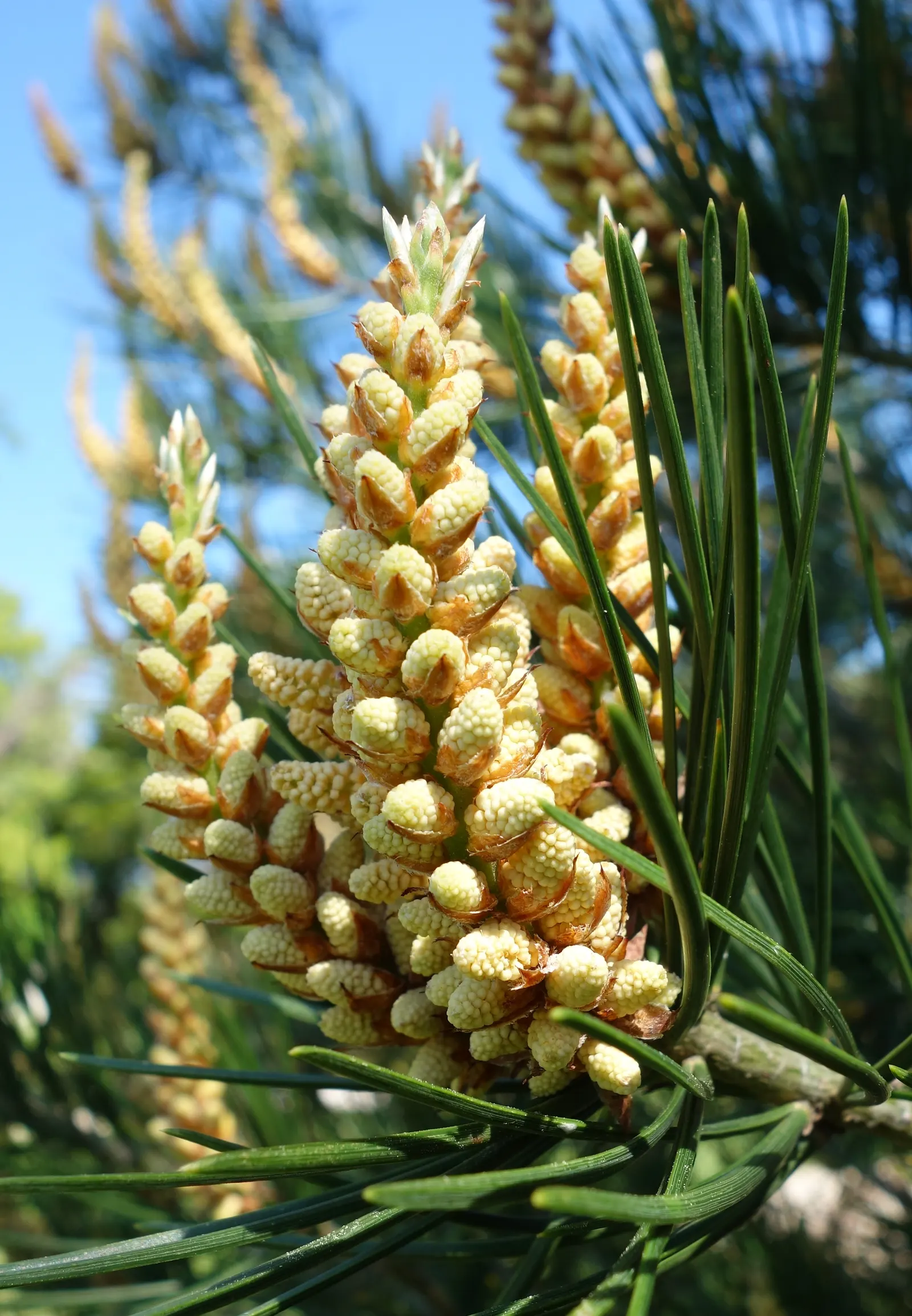 Lacebark (Brachychiton Discolor) — adding more interest to the winter landscape.<br><br>For optimal growth