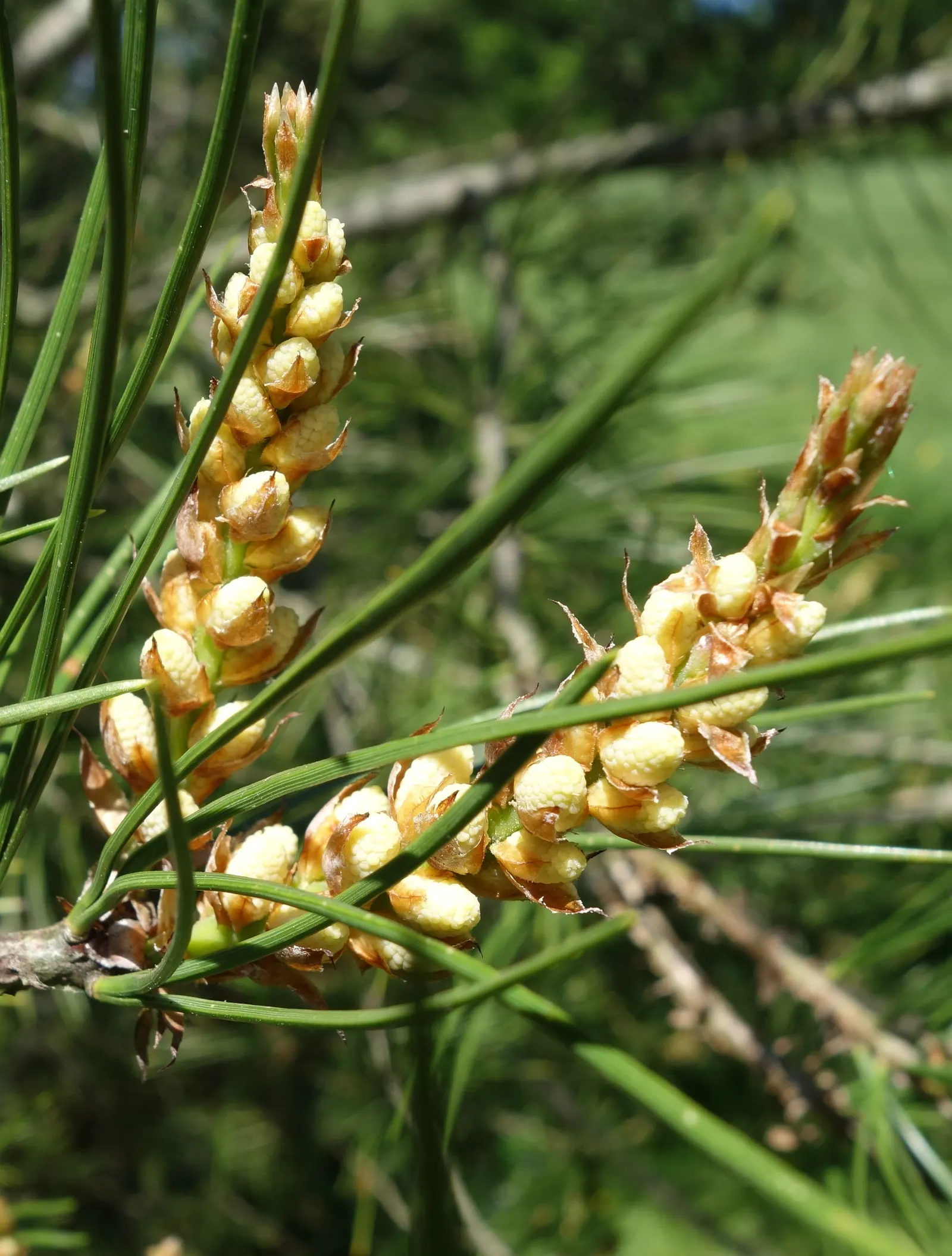 Lacebark (Brachychiton Discolor) — thanks to its dynamic foliage and showy flowers
