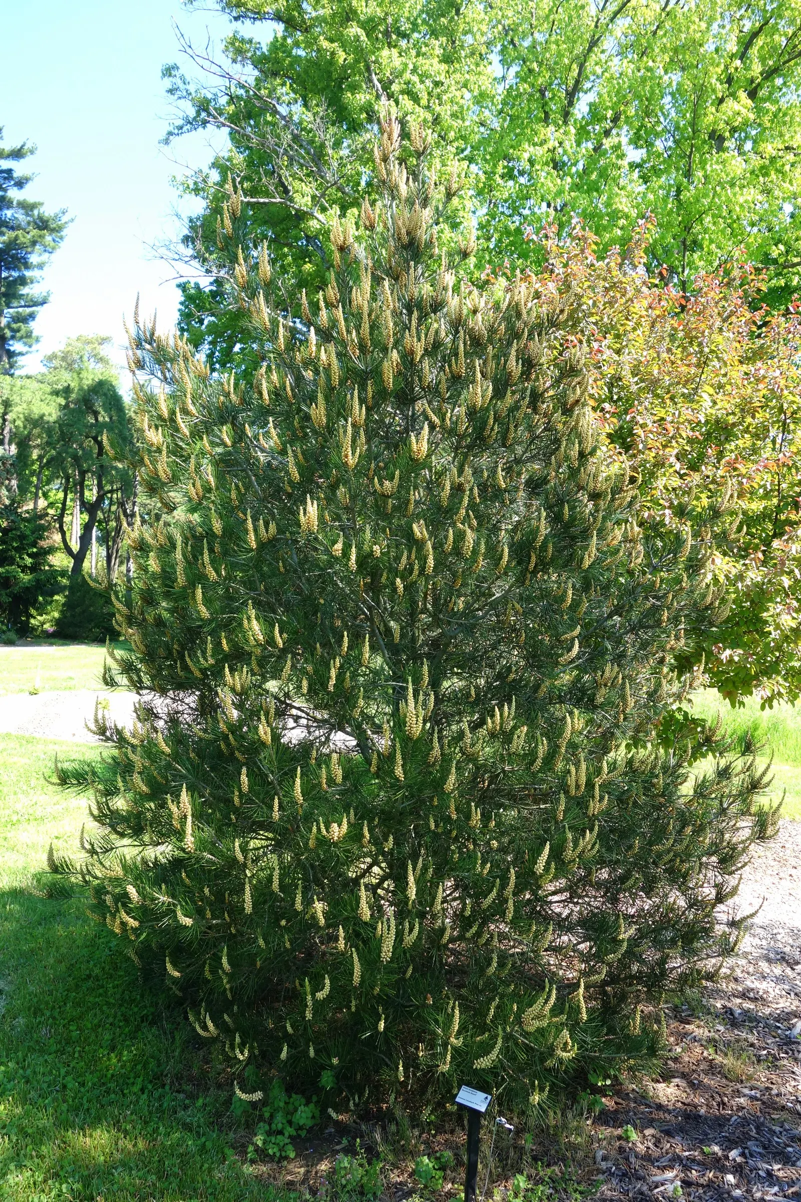 Lacebark (Brachychiton Discolor) — The blooms are roughly 1 to 2 inches in diameter