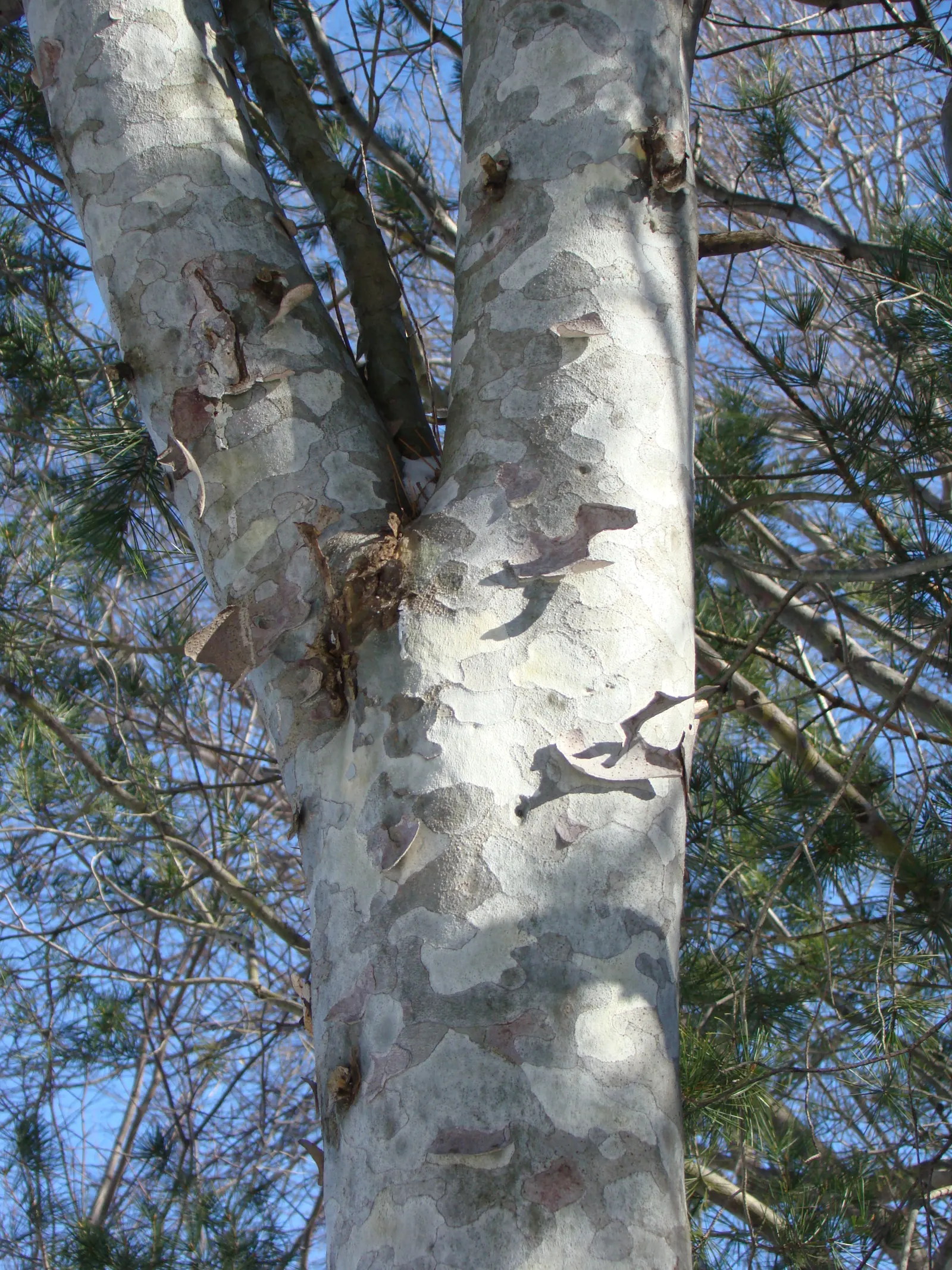 Lacebark (Brachychiton Discolor) — The Lacebark tree (Brachychiton discolor); this semi-evergreen species thrives in USDA zones 9-11, preferring well-drained