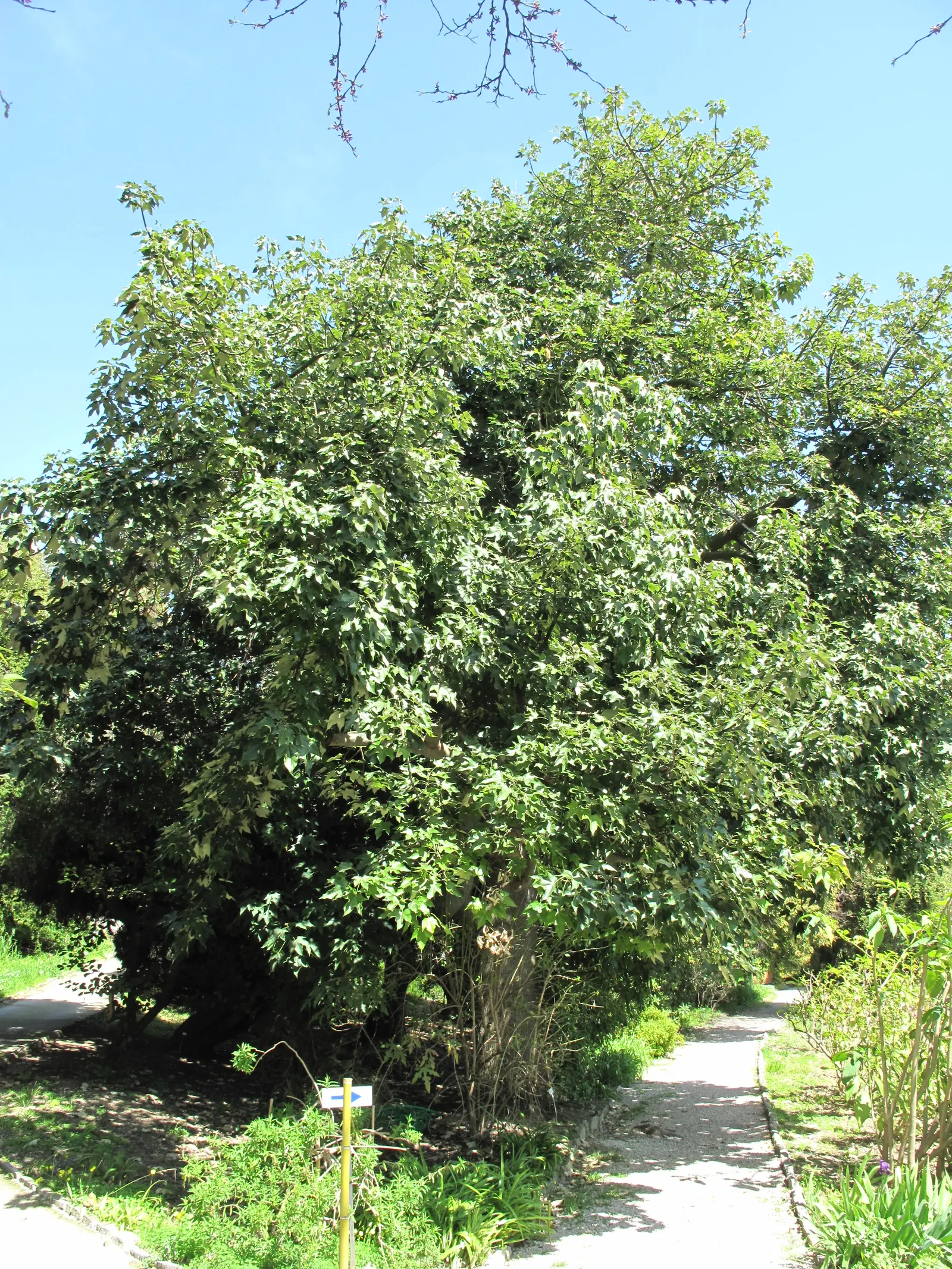 Lacebark (Brachychiton Discolor) — low-maintenance choice for landscapes seeking vertical interest and seasonal color; this semi-deciduous tree, image 90
