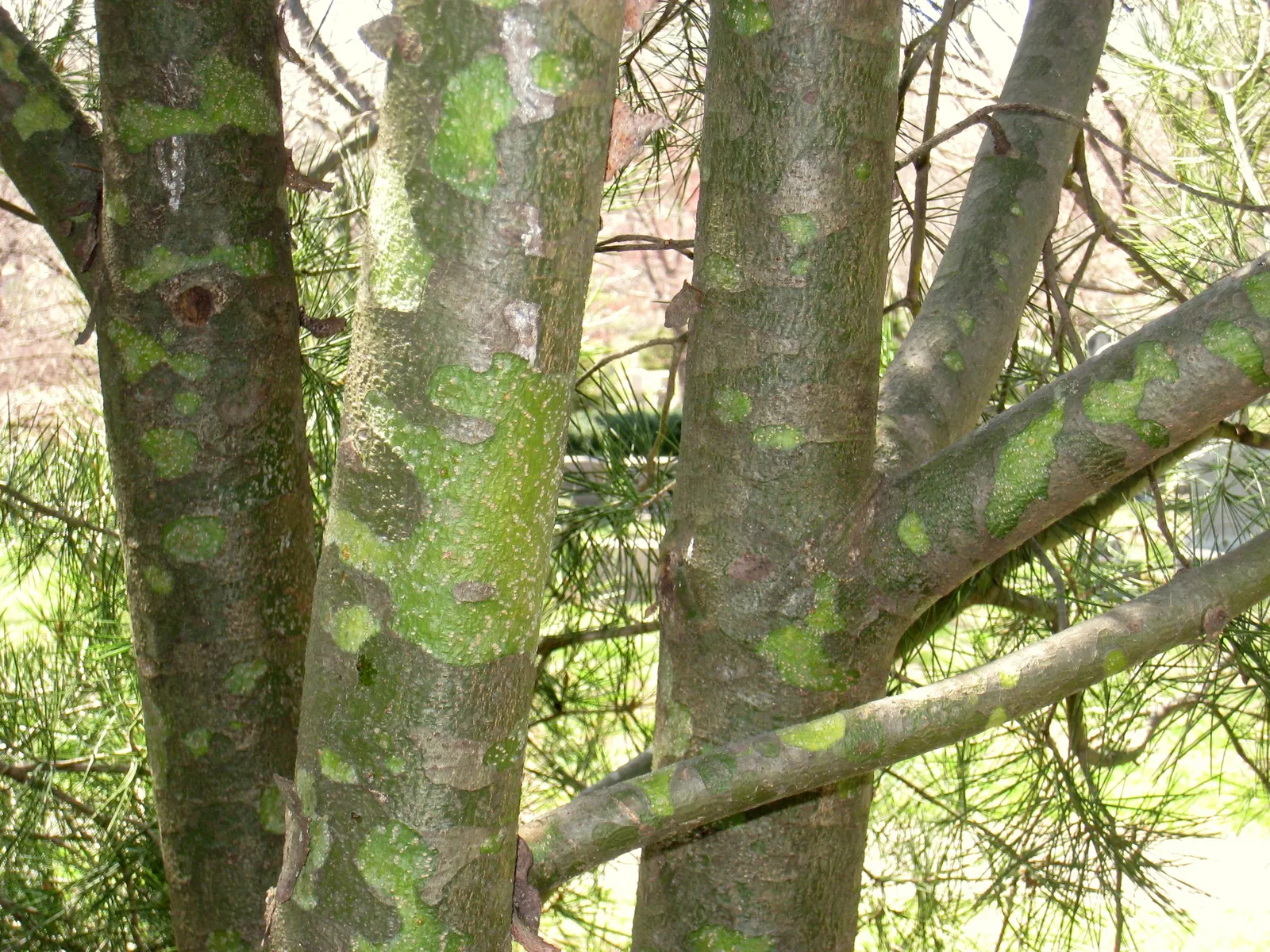 Lacebark (Brachychiton Discolor) — the Lacebark is adorned with bell-shaped